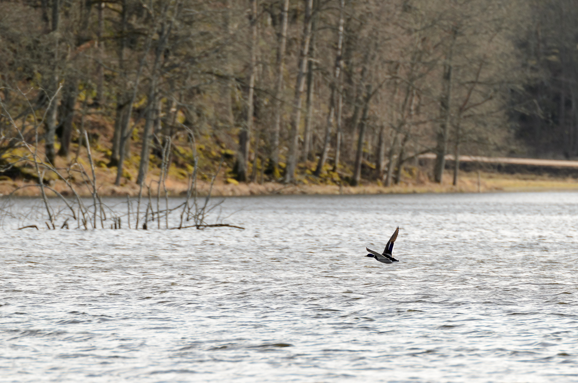 Tamron SP 70-200mm F2.8 Di VC USD sample photo. Mallard on the fly photography
