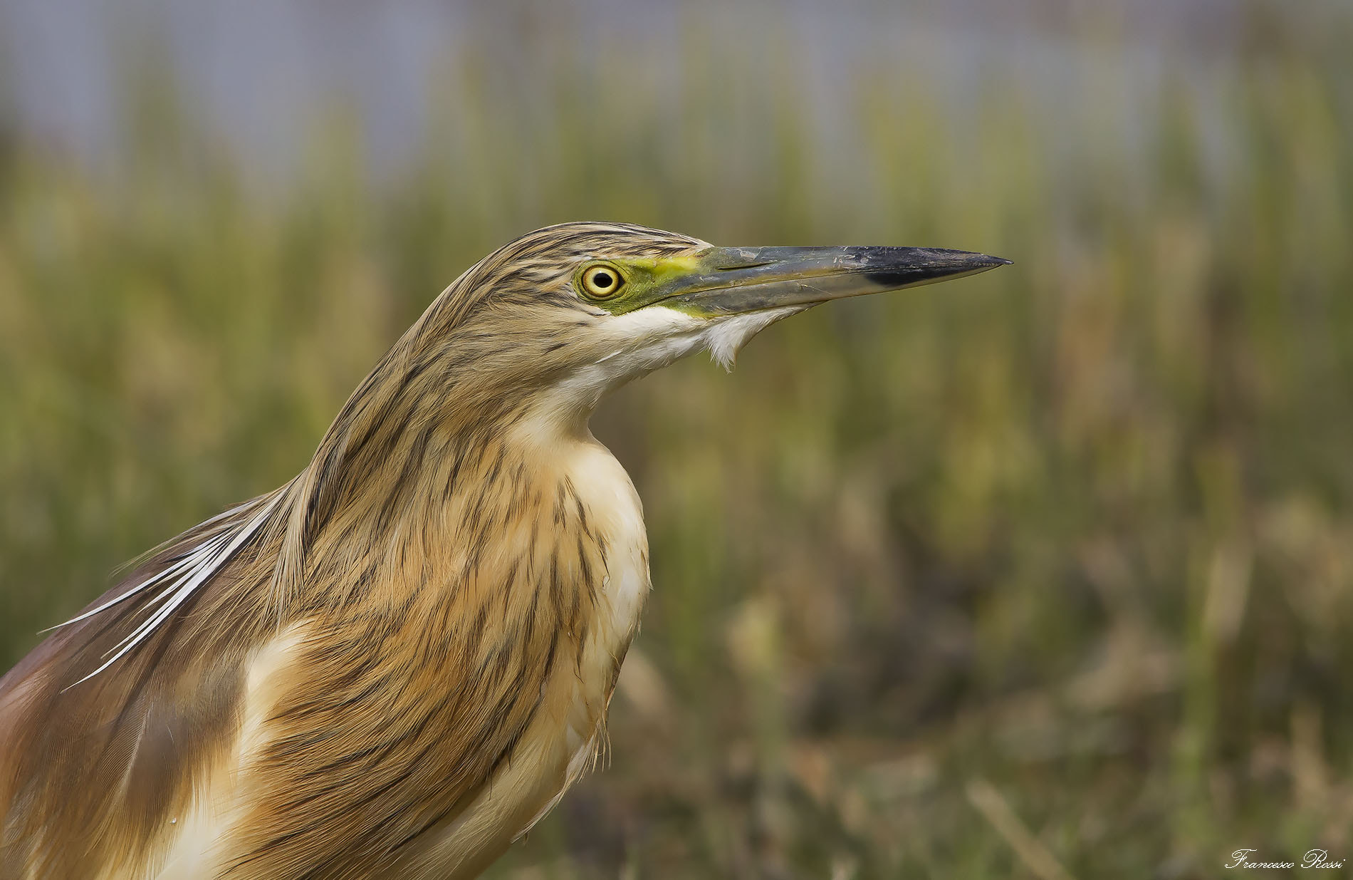 Sigma 150-500mm F5-6.3 DG OS HSM sample photo. Squacco heron, sgarza ciuffetto  photography