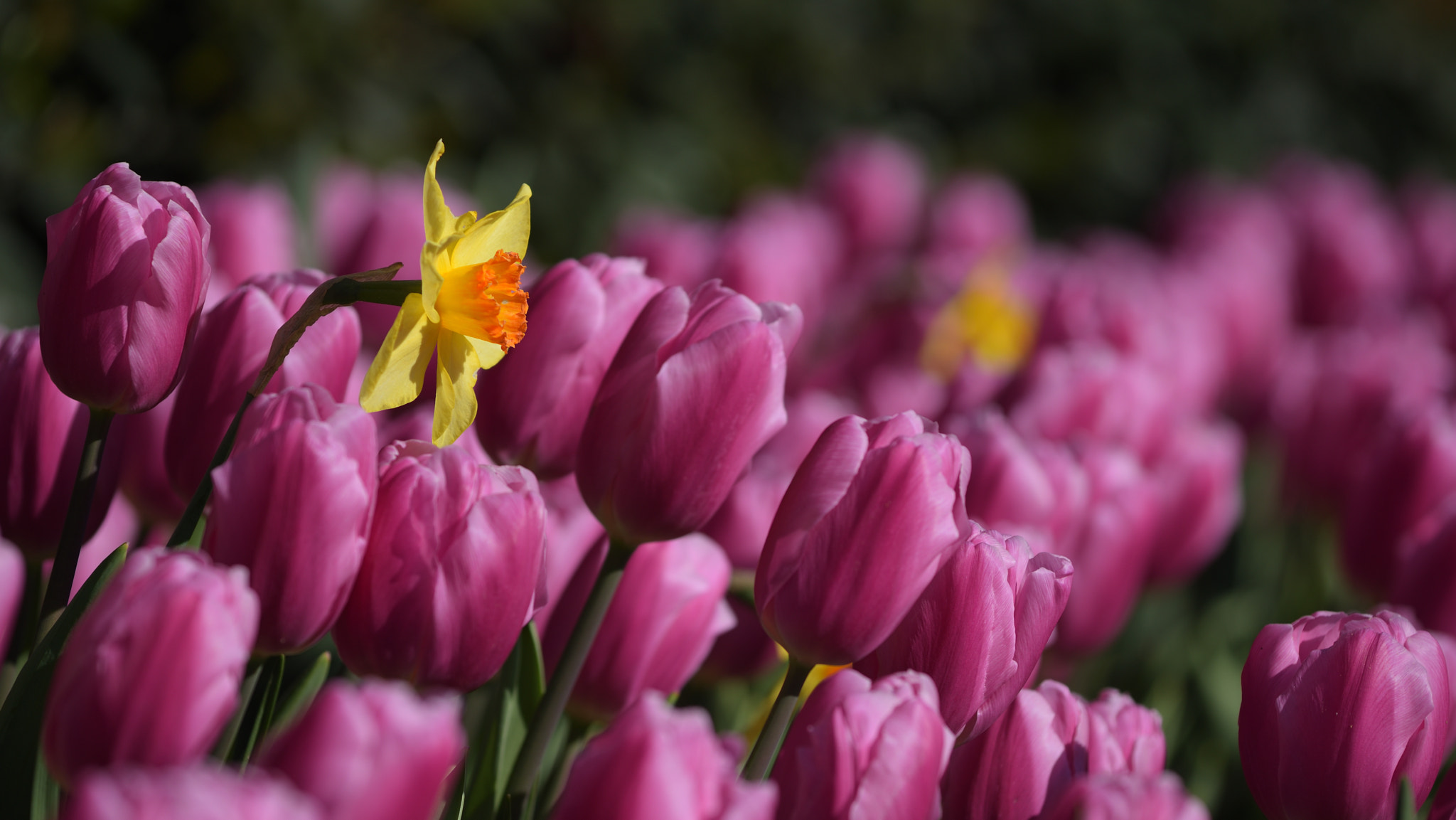 Nikon AF-S Nikkor 70-200mm F4G ED VR sample photo. Observer photography
