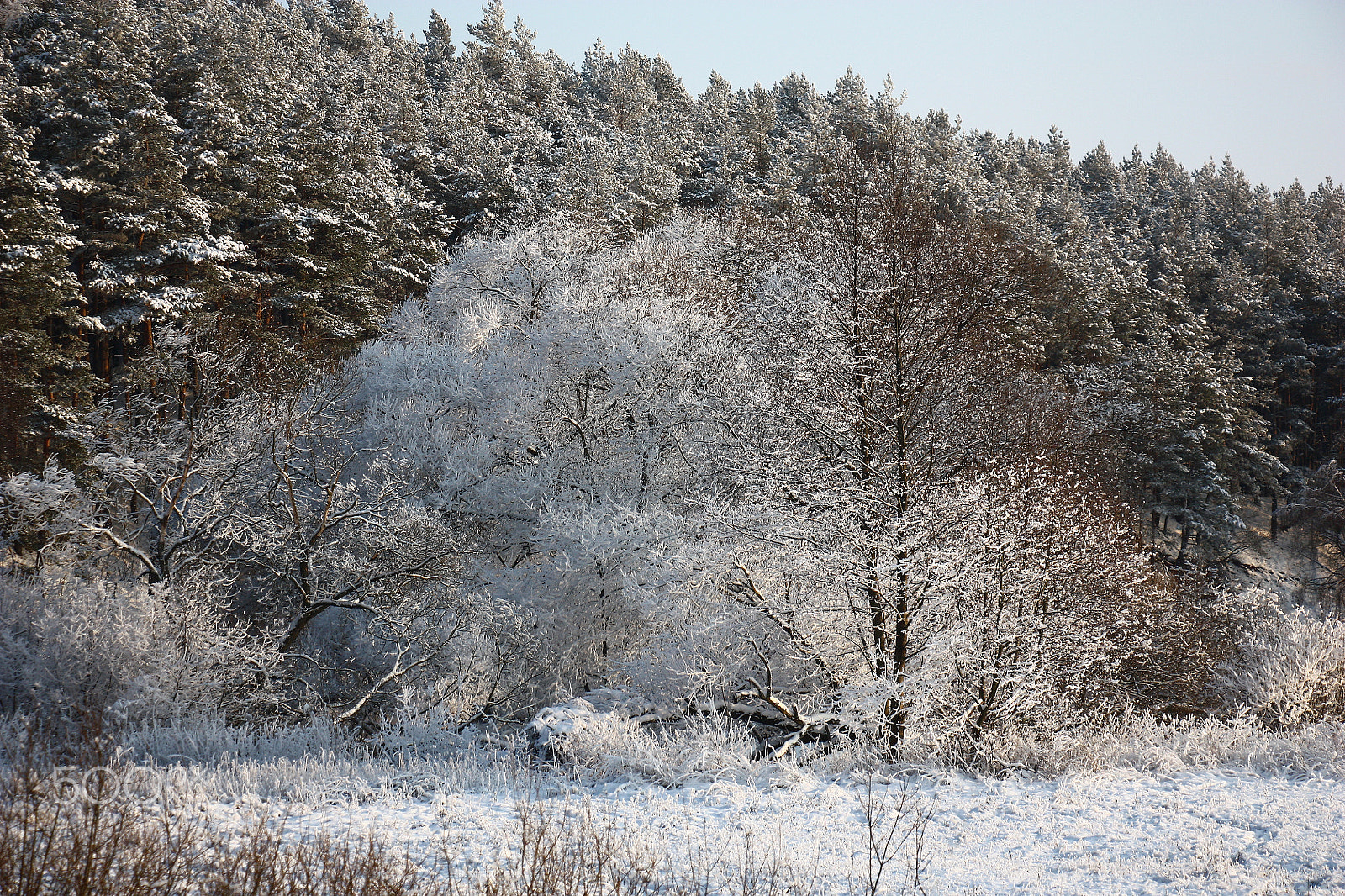 Canon EOS 450D (EOS Rebel XSi / EOS Kiss X2) sample photo. Landscape of winter forest. photography