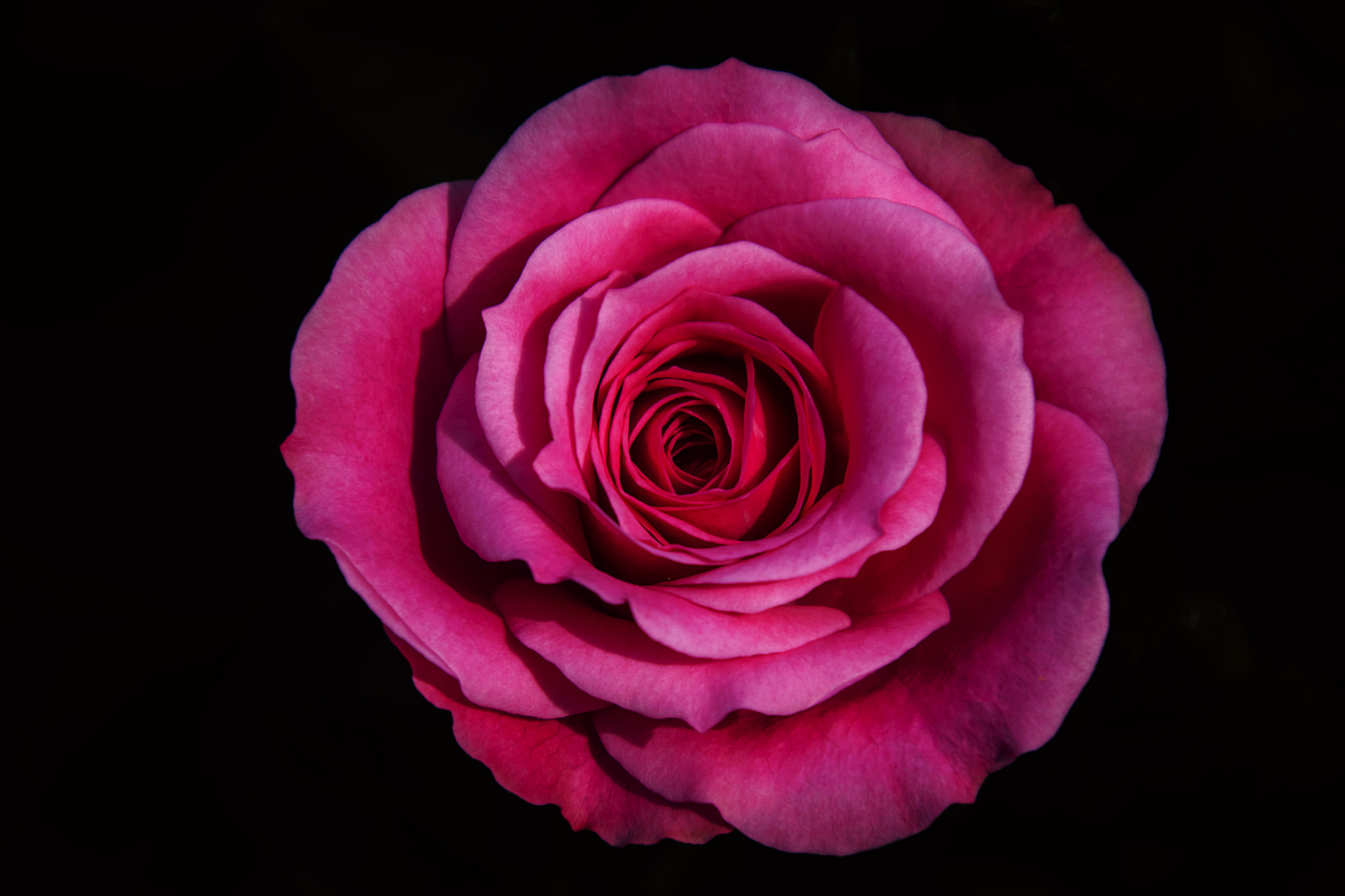 Nikon D3300 sample photo. Rose photography