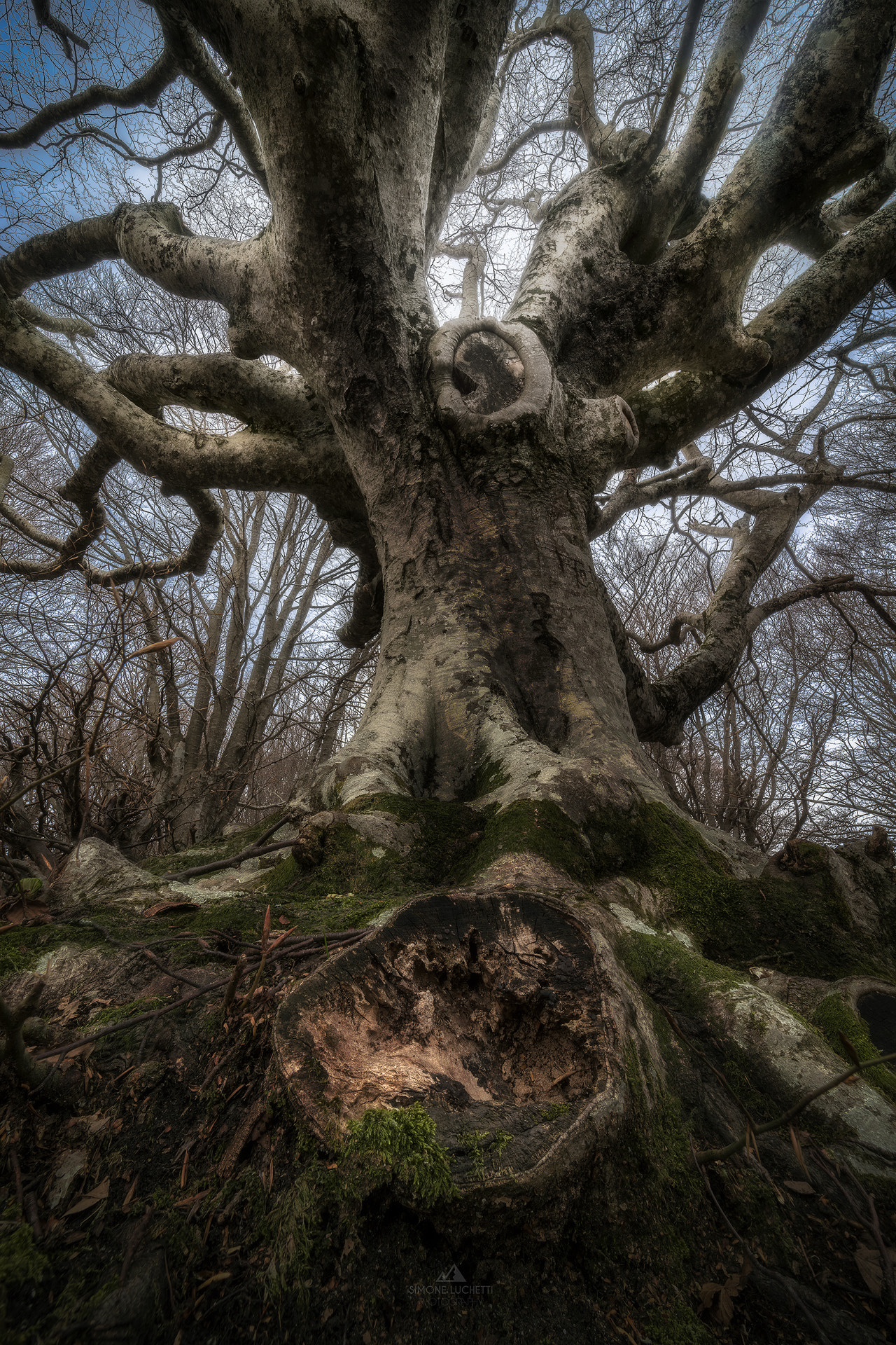 Sony a7R II sample photo. "the ent" photography