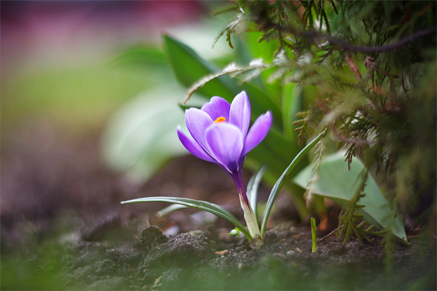 Canon EF 35-80mm f/4-5.6 sample photo. *** photography