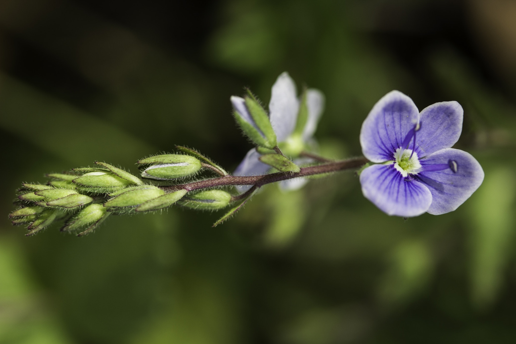 Canon EF-S 60mm F2.8 Macro USM sample photo
