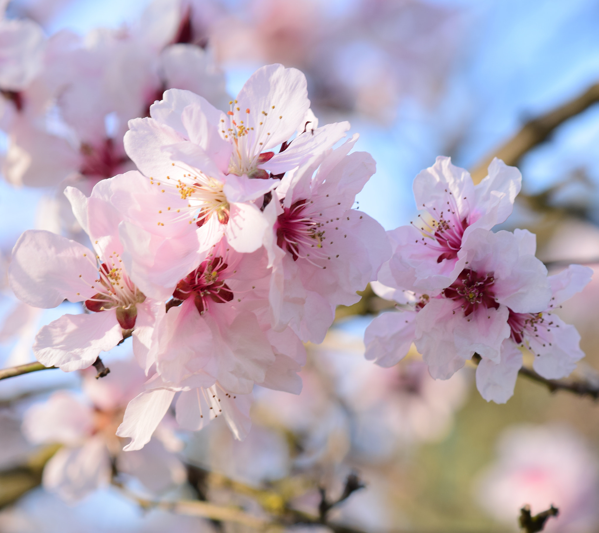 Nikon AF-S DX Micro-Nikkor 85mm F3.5G ED VR sample photo. Pink details photography