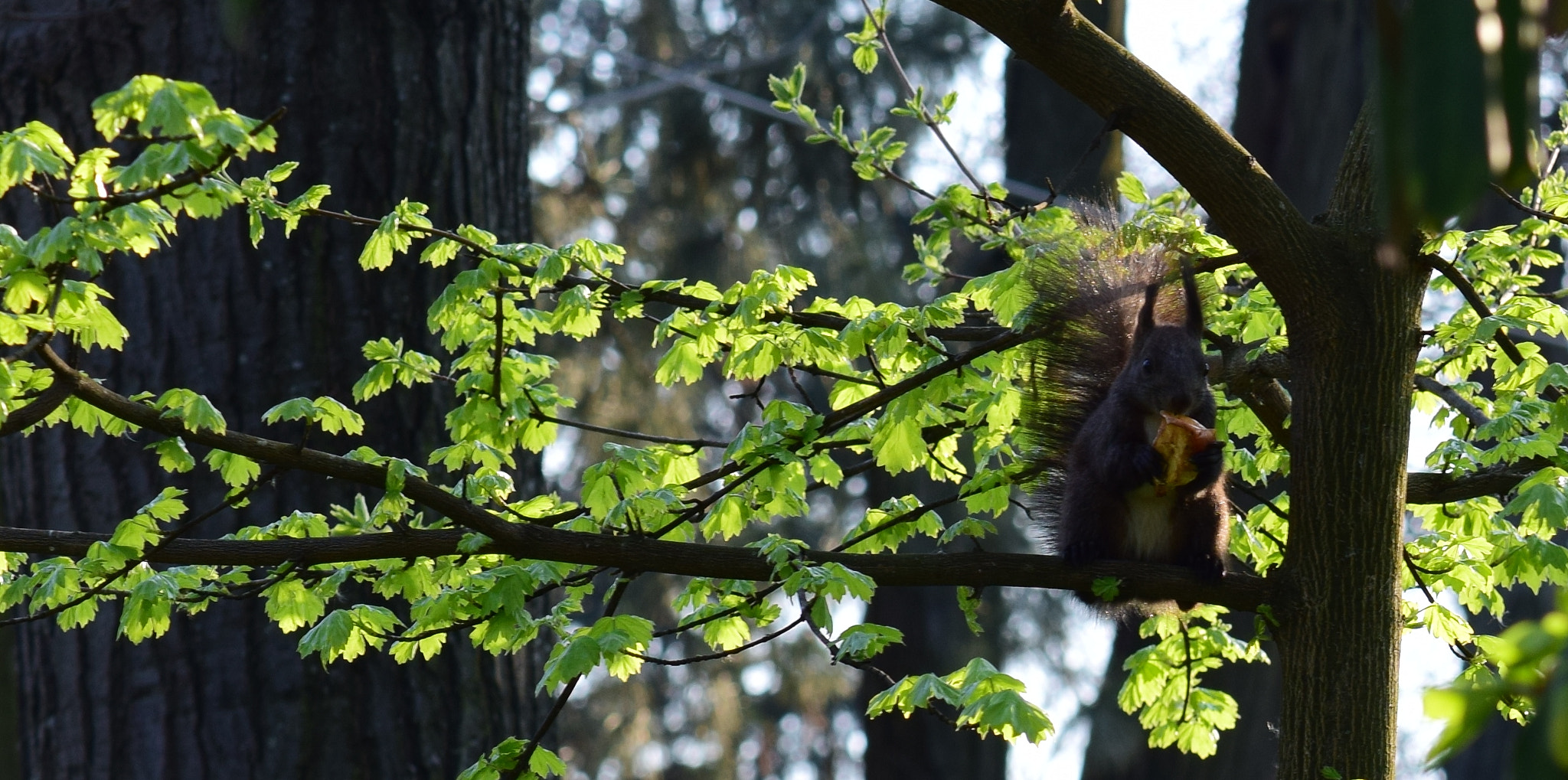 Nikon AF-S DX Micro-Nikkor 85mm F3.5G ED VR sample photo. Squirrel photography