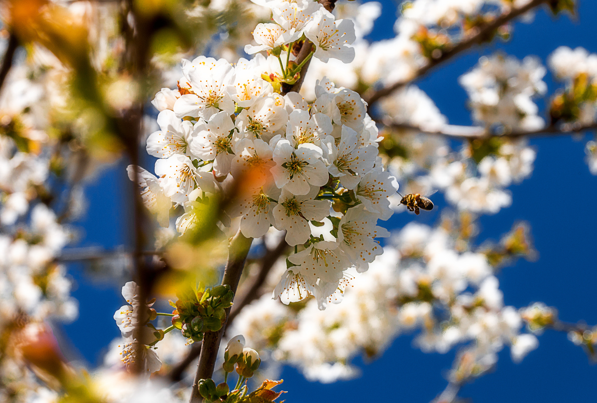 Sigma 105mm F2.8 EX DG OS HSM sample photo. Bee at cherryblossom photography