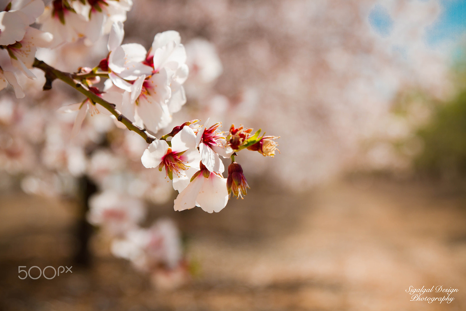 Canon EOS 7D + Sigma 24-70mm F2.8 EX DG Macro sample photo. Almond blossom photography