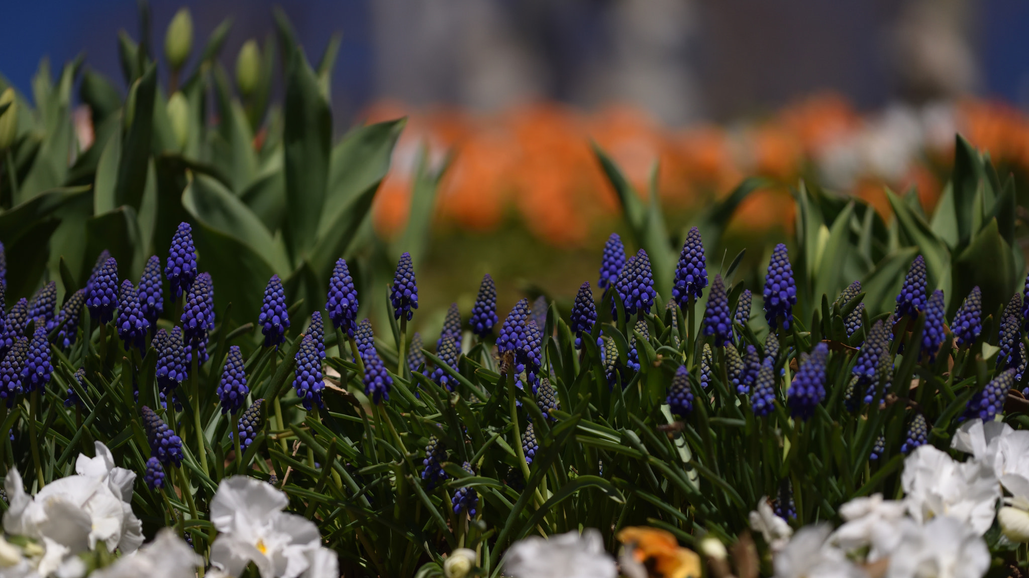 Nikon AF-S Nikkor 70-200mm F4G ED VR sample photo. Colors of nature photography