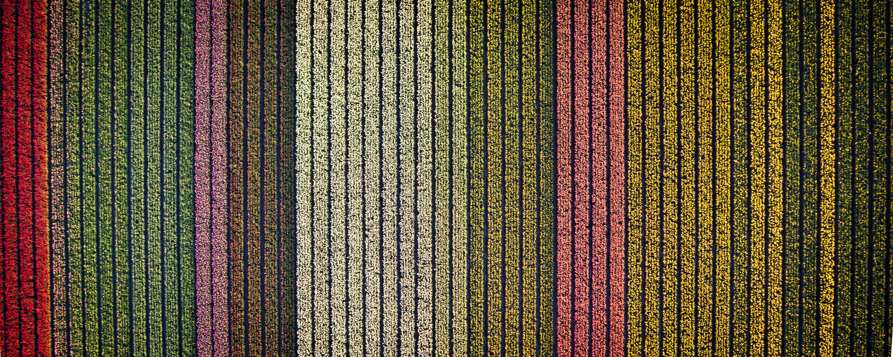 DJI FC550RAW sample photo. Tulipes photography