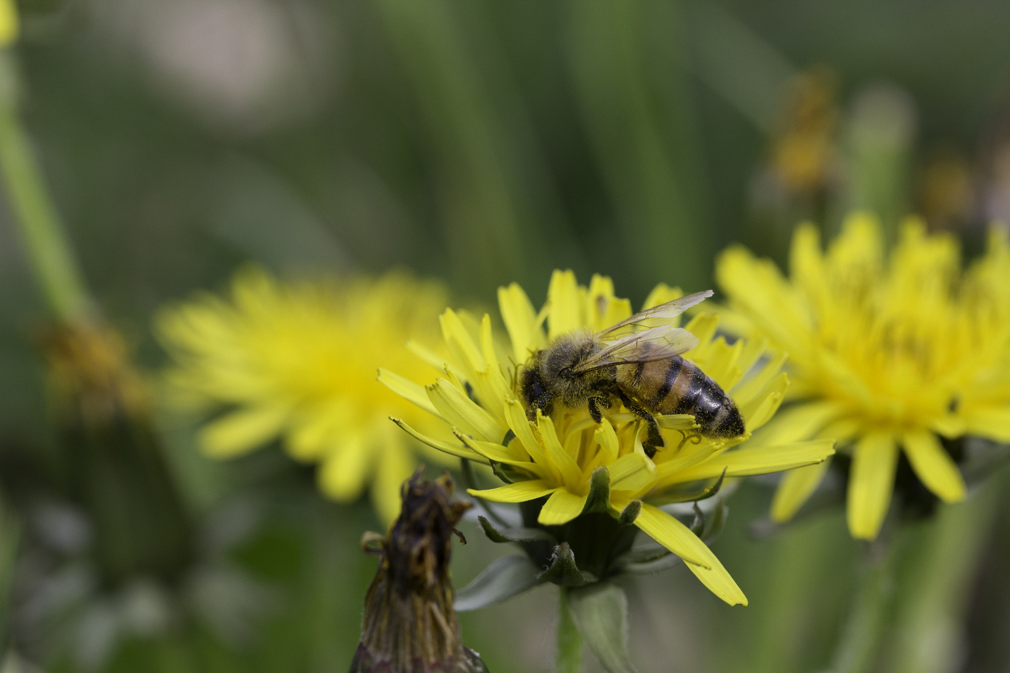 Canon EF-S 60mm F2.8 Macro USM sample photo