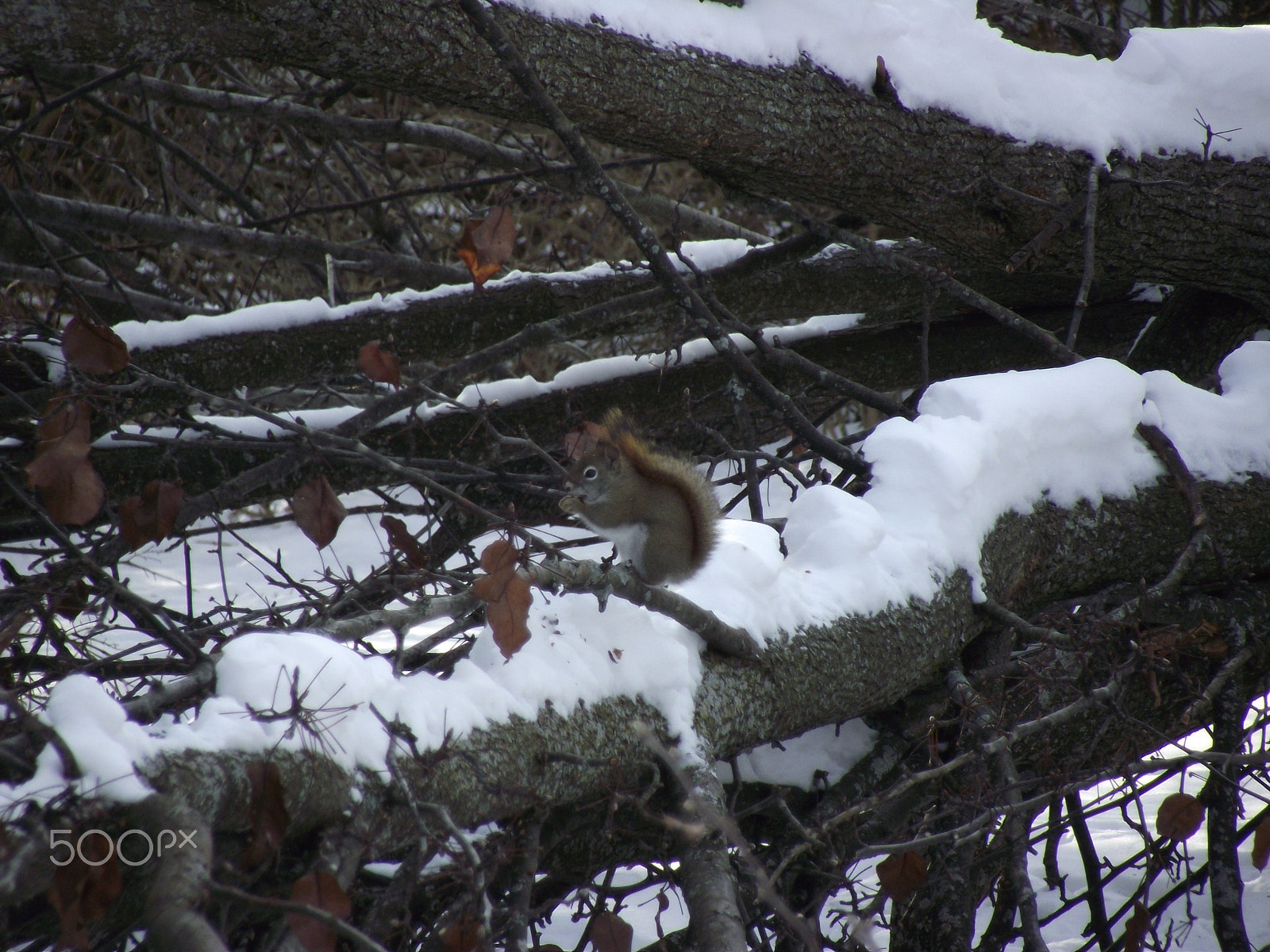 FujiFilm FinePix S1800 (FinePix S1880) sample photo. Squirrel nibbling after the storm. photography