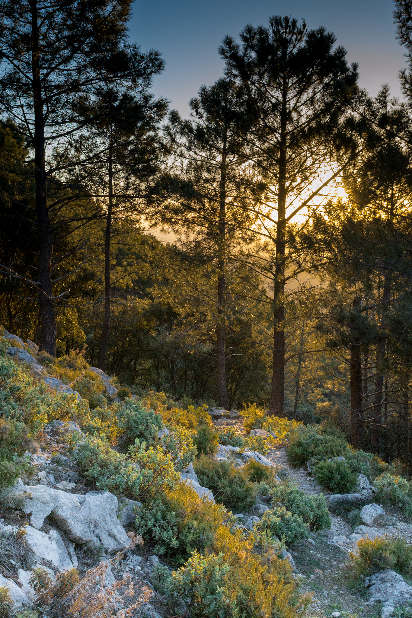 Nikon AF-S Nikkor 24-70mm F2.8G ED sample photo. Amanecer en el pinsapar photography