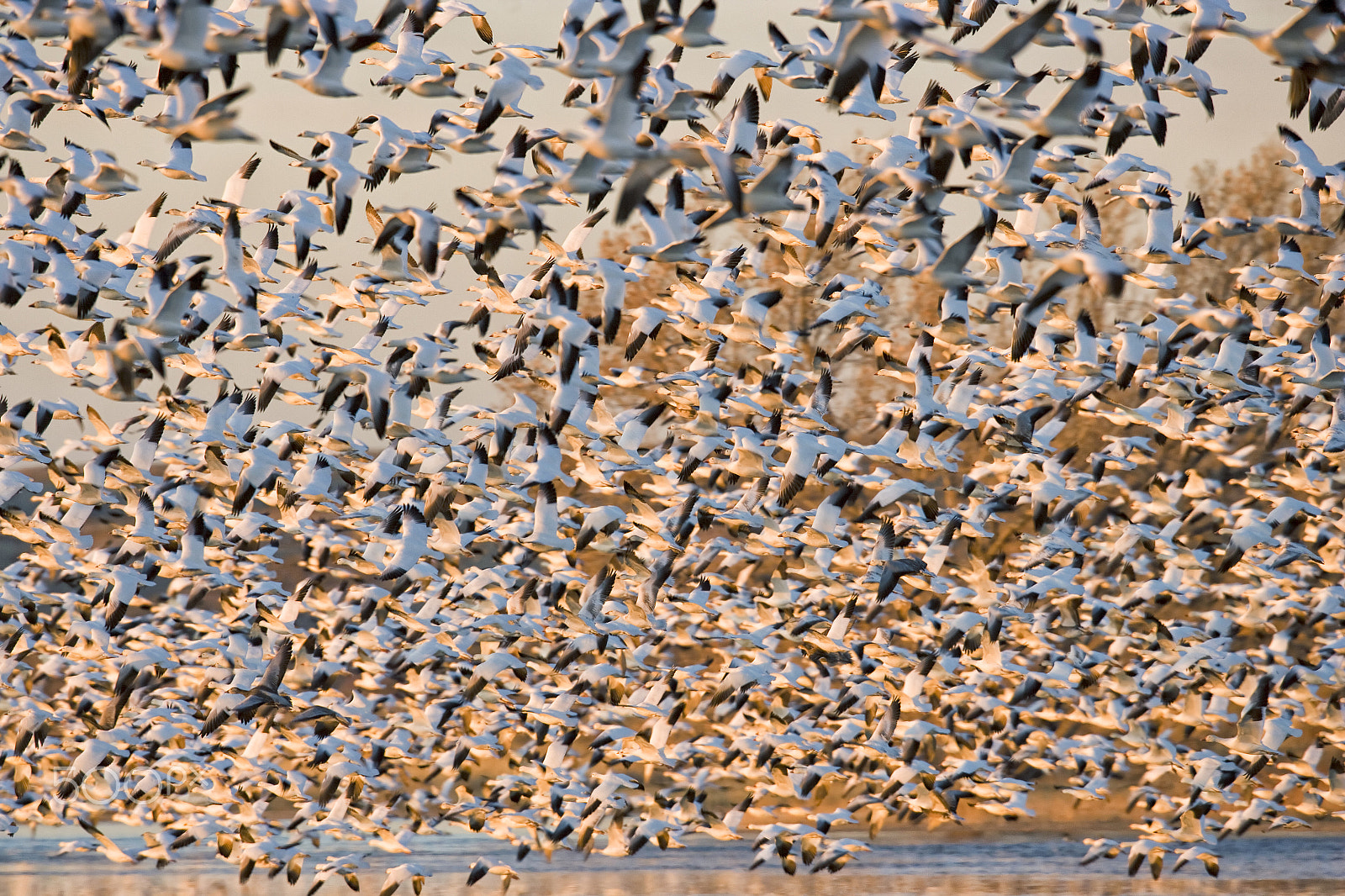 Canon EOS-1Ds Mark II sample photo. Snow geese photography