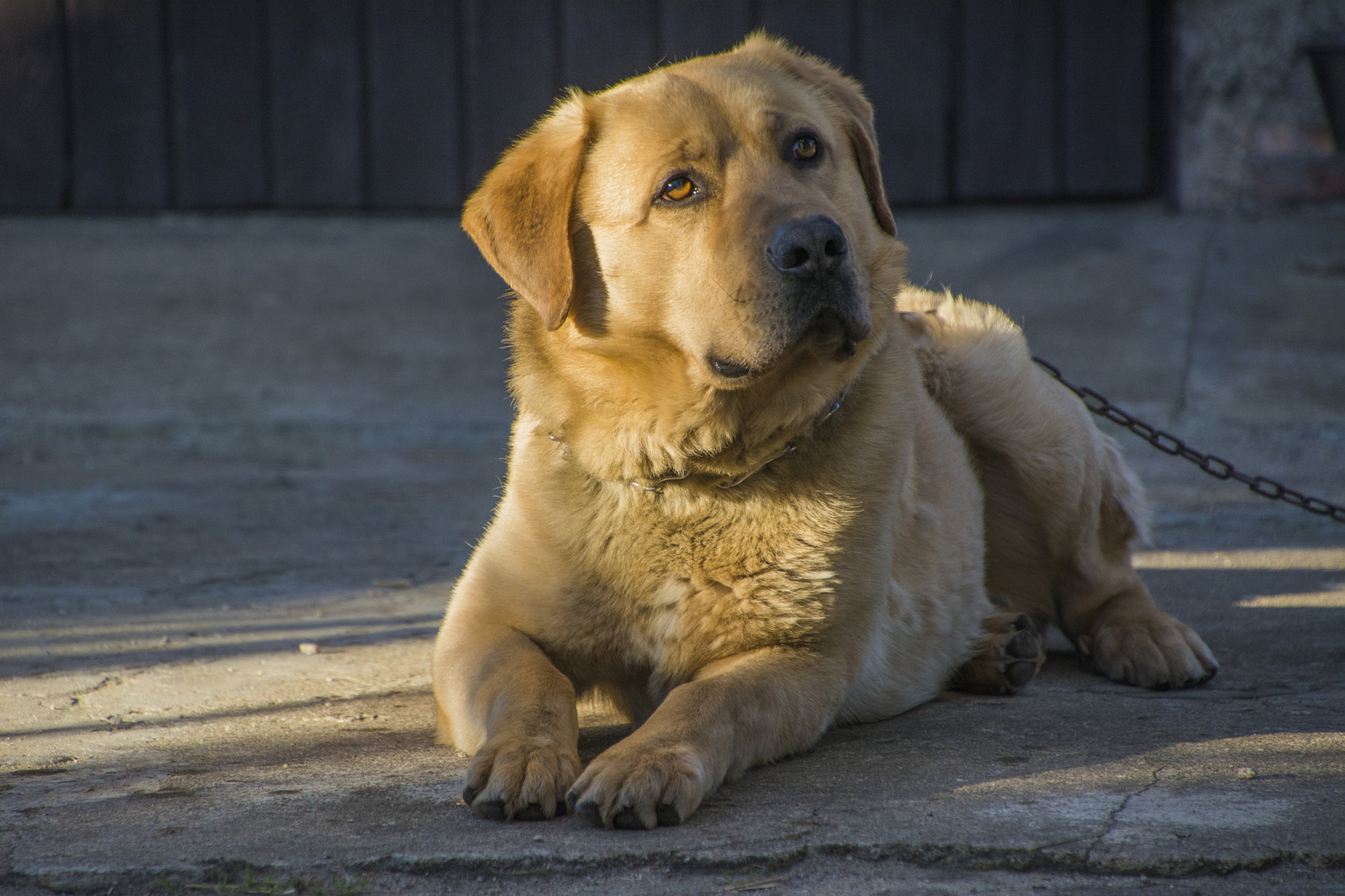 Nikon D7100 sample photo. Dog photography