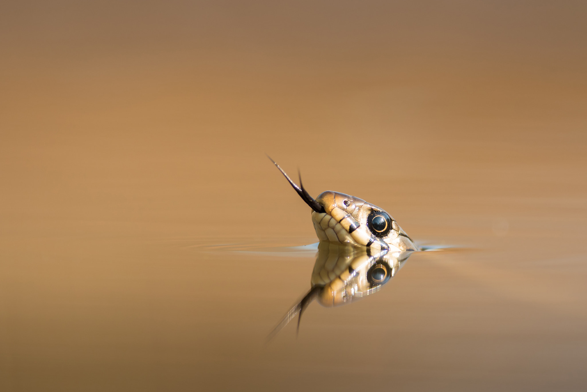 Nikon D500 + Nikon AF-S Nikkor 300mm F4D ED-IF sample photo. The grass snake photography