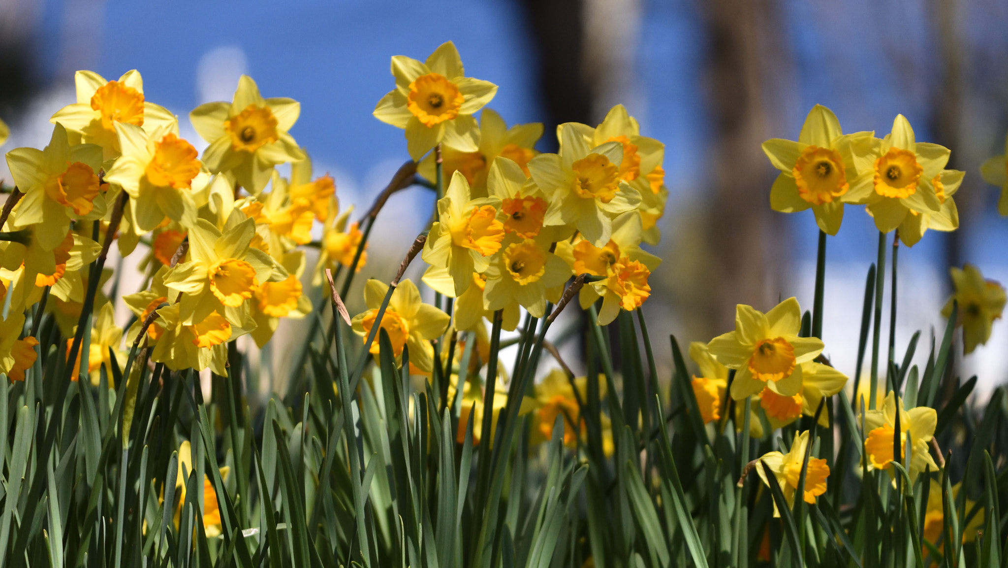 Nikon AF-S Nikkor 70-200mm F4G ED VR sample photo. Spring photography