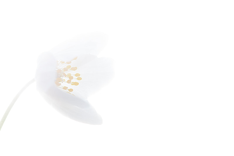 Canon EF 180mm F3.5L Macro USM sample photo. Highkey anemone photography