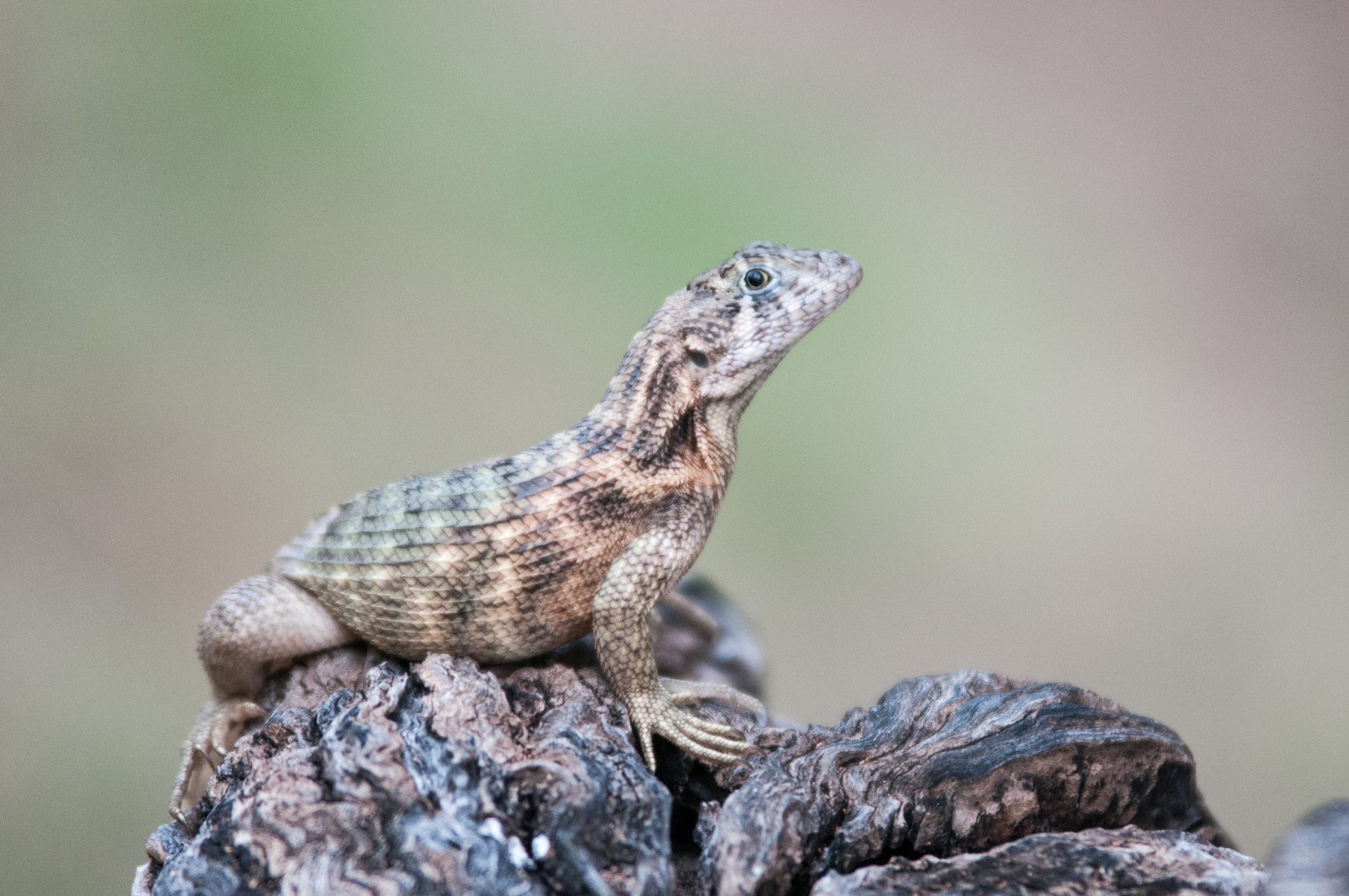 Nikon D300S sample photo. Curly-tailed lizard photography