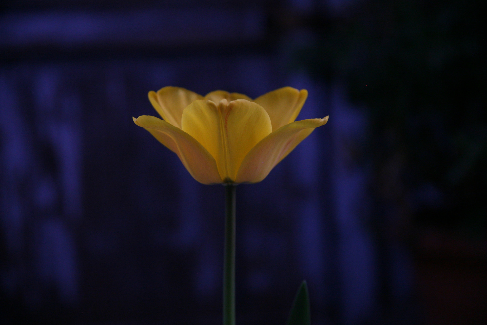 Canon EOS 5D sample photo. Yellow spot photography