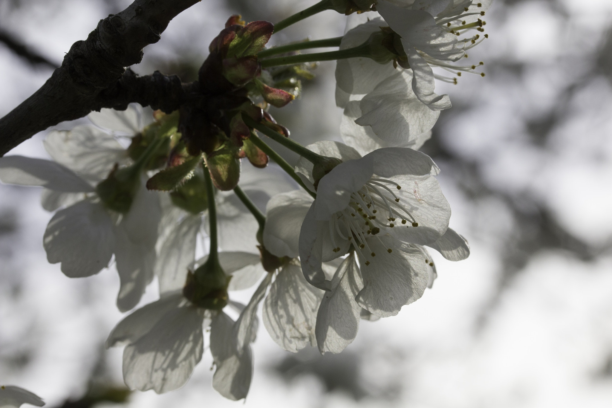 Canon EF-S 60mm F2.8 Macro USM sample photo