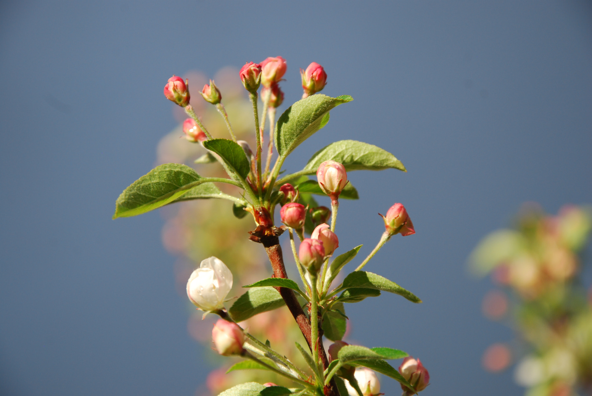 Nikon D80 sample photo