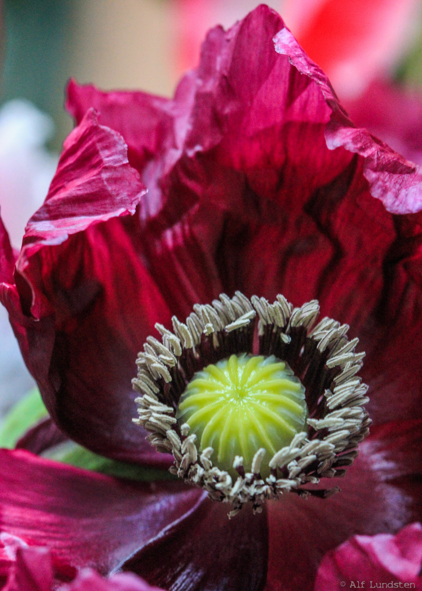 Canon EOS 60D + Canon EF 100mm F2.8 Macro USM sample photo. Red, green & gold photography