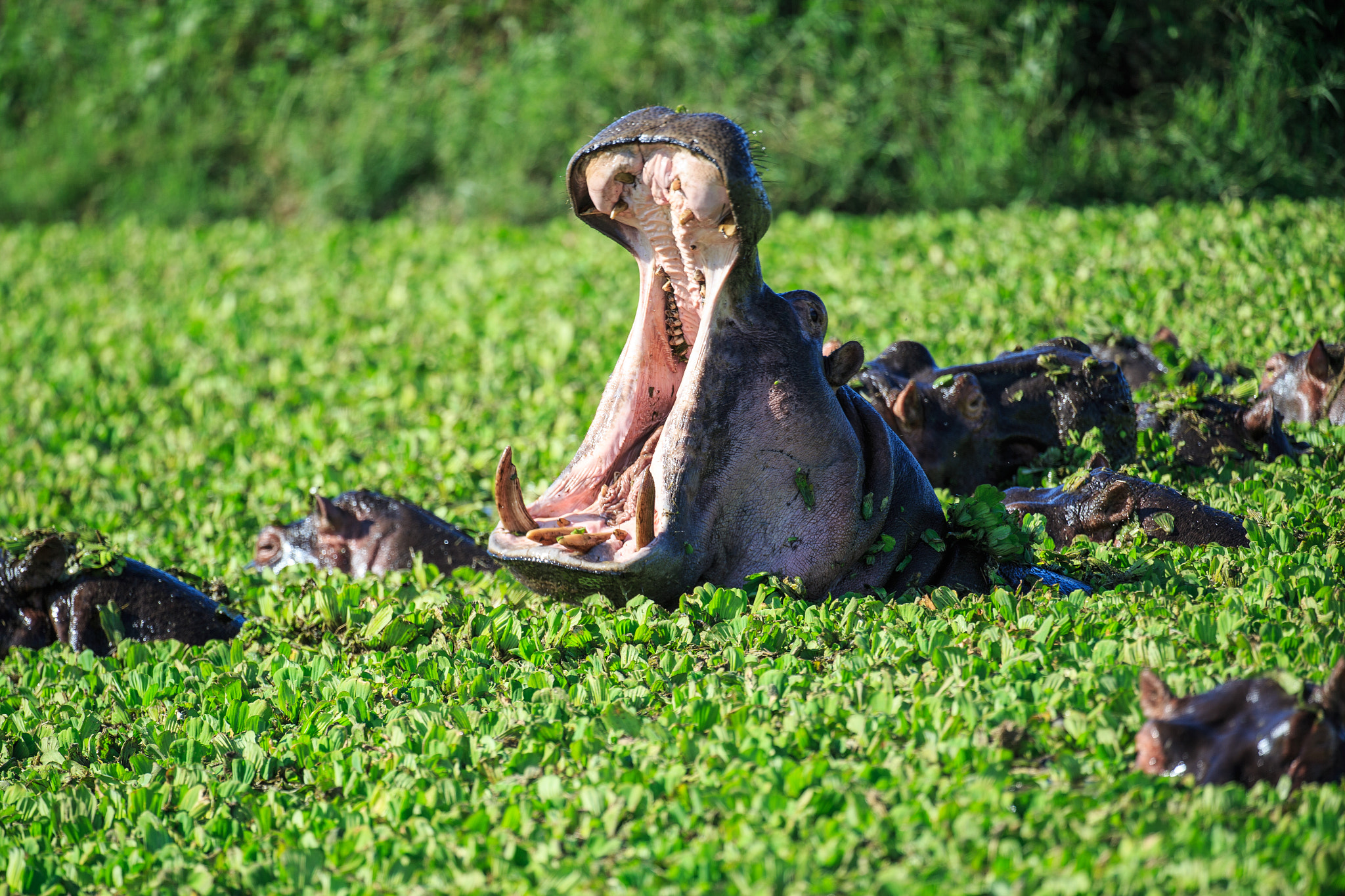 Canon EOS-1D X sample photo. Jaw dropping! photography