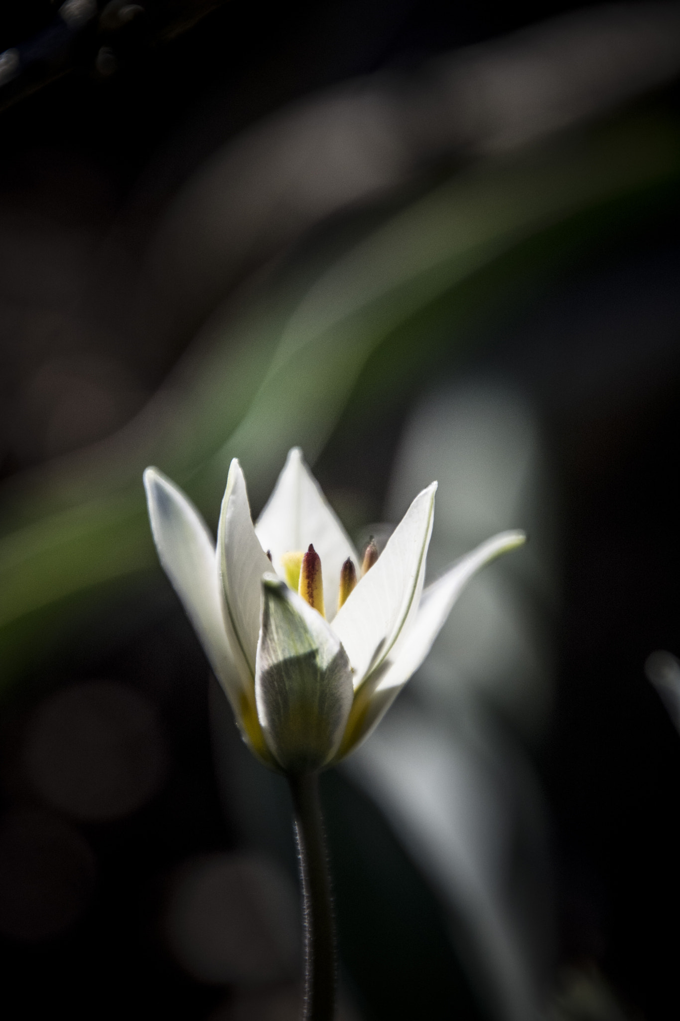 Nikon D7100 sample photo. Spring photography