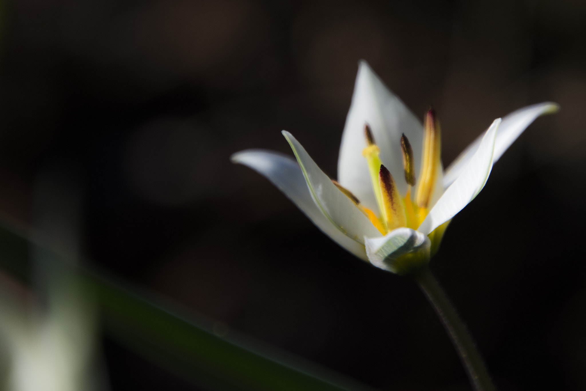 Nikon D7100 sample photo. Spring photography