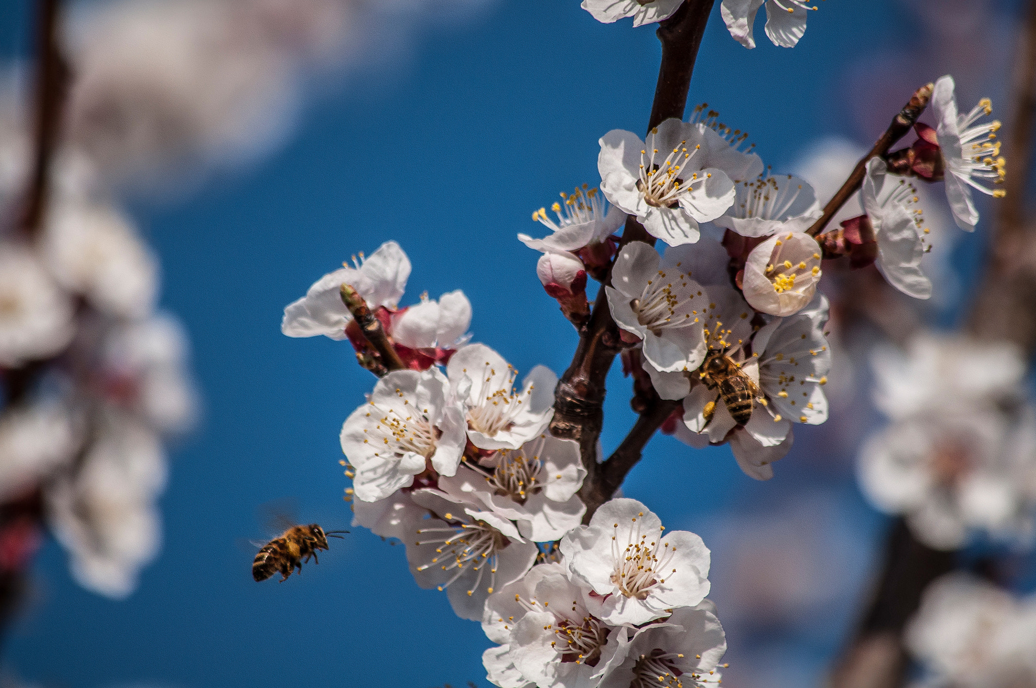 Nikon D5000 sample photo. Bees photography