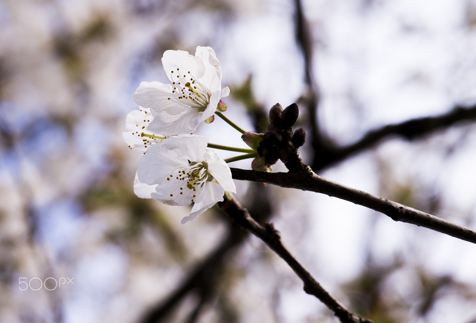 Nikon AF-S Micro-Nikkor 105mm F2.8G IF-ED VR sample photo. 2 flowers together photography