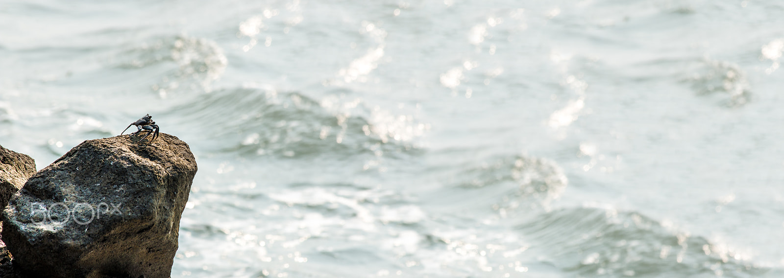 Canon EF 70-300mm F4-5.6 IS USM sample photo. Crab photography