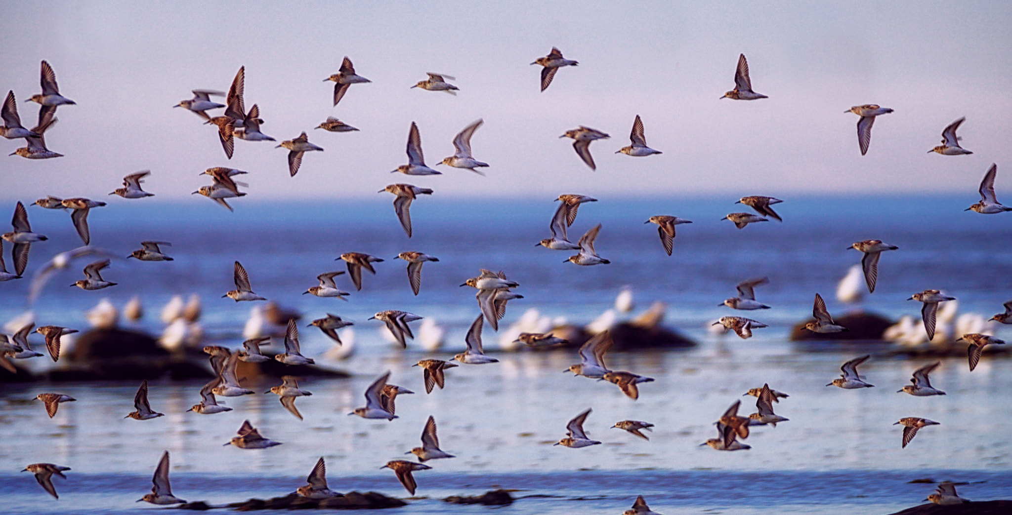 Sony 70-300mm F4.5-5.6 G SSM sample photo. Quite a show for the seagulls ! photography