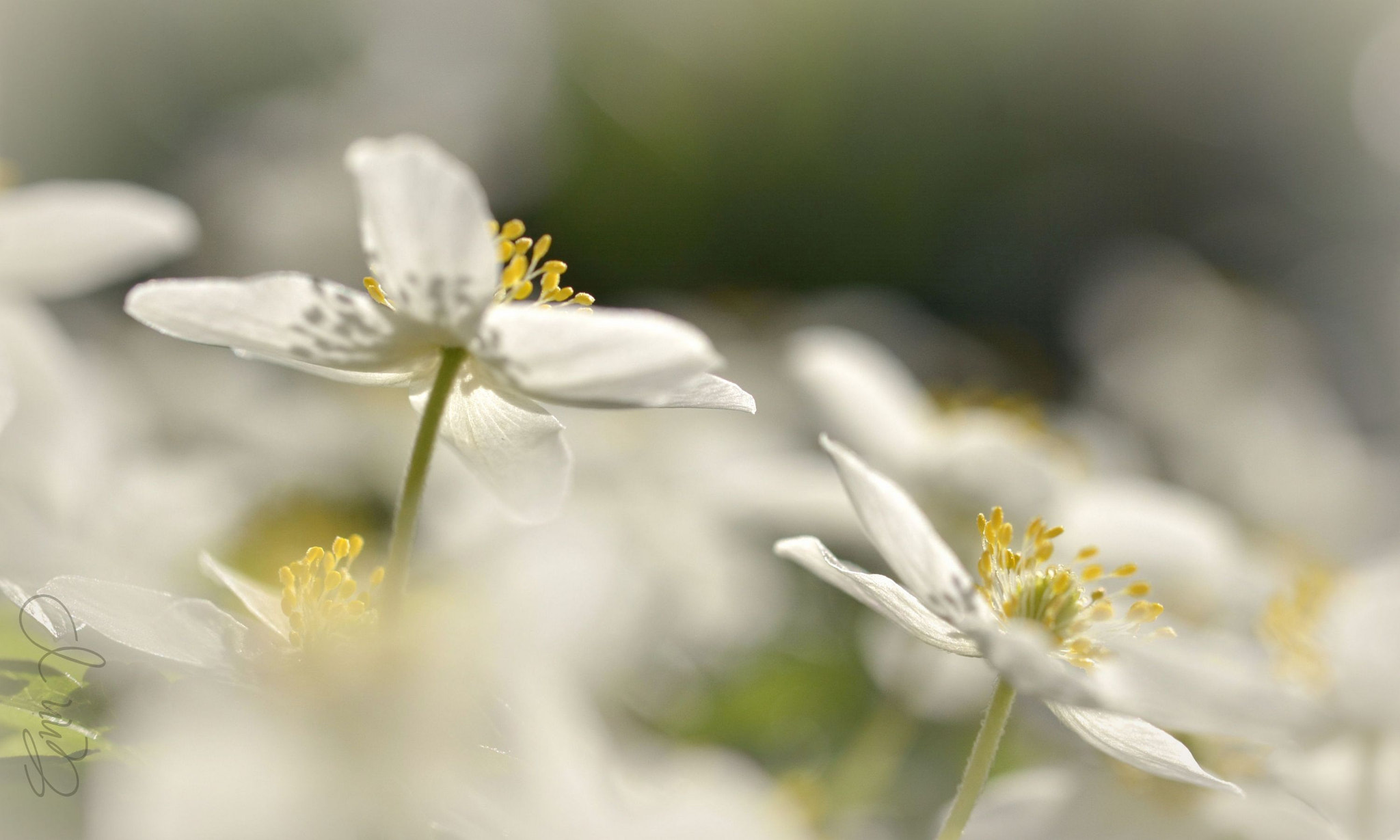 Nikon AF-S Micro-Nikkor 60mm F2.8G ED sample photo. Wood anemones photography