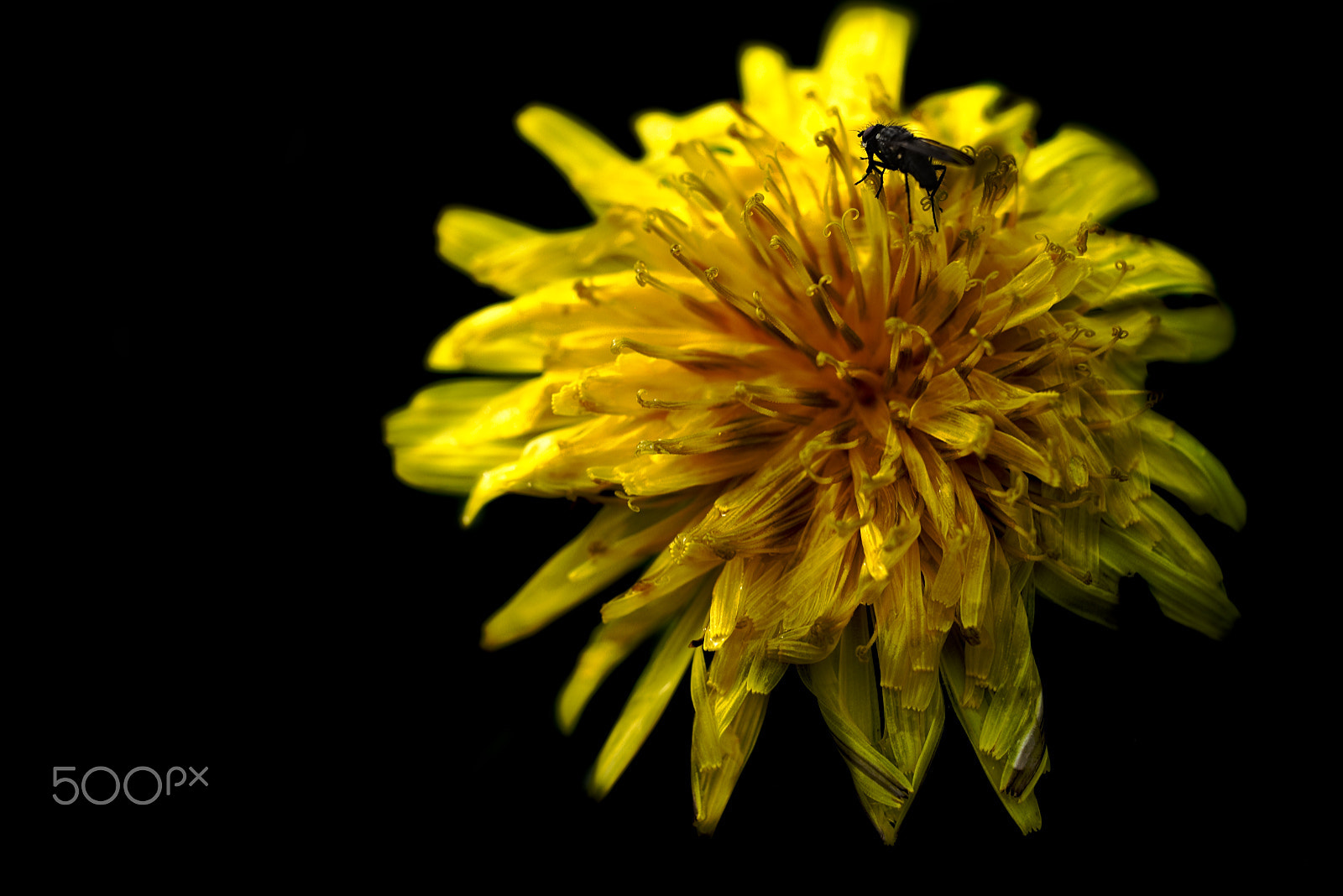 Fujifilm X-T1 + Fujifilm XF 90mm F2 R LM WR sample photo. Taraxacum photography