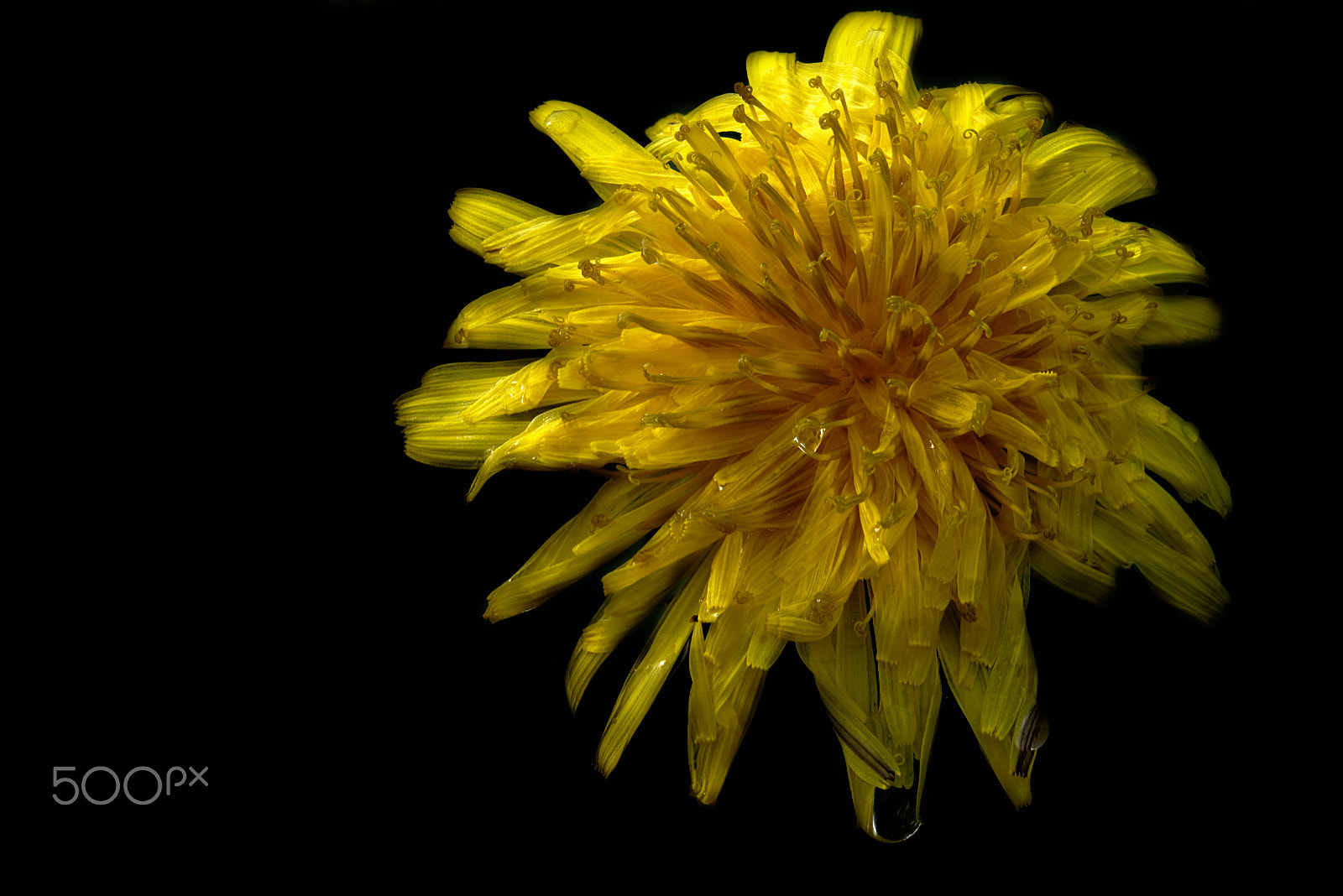 Fujifilm X-T1 sample photo. Taraxacum photography