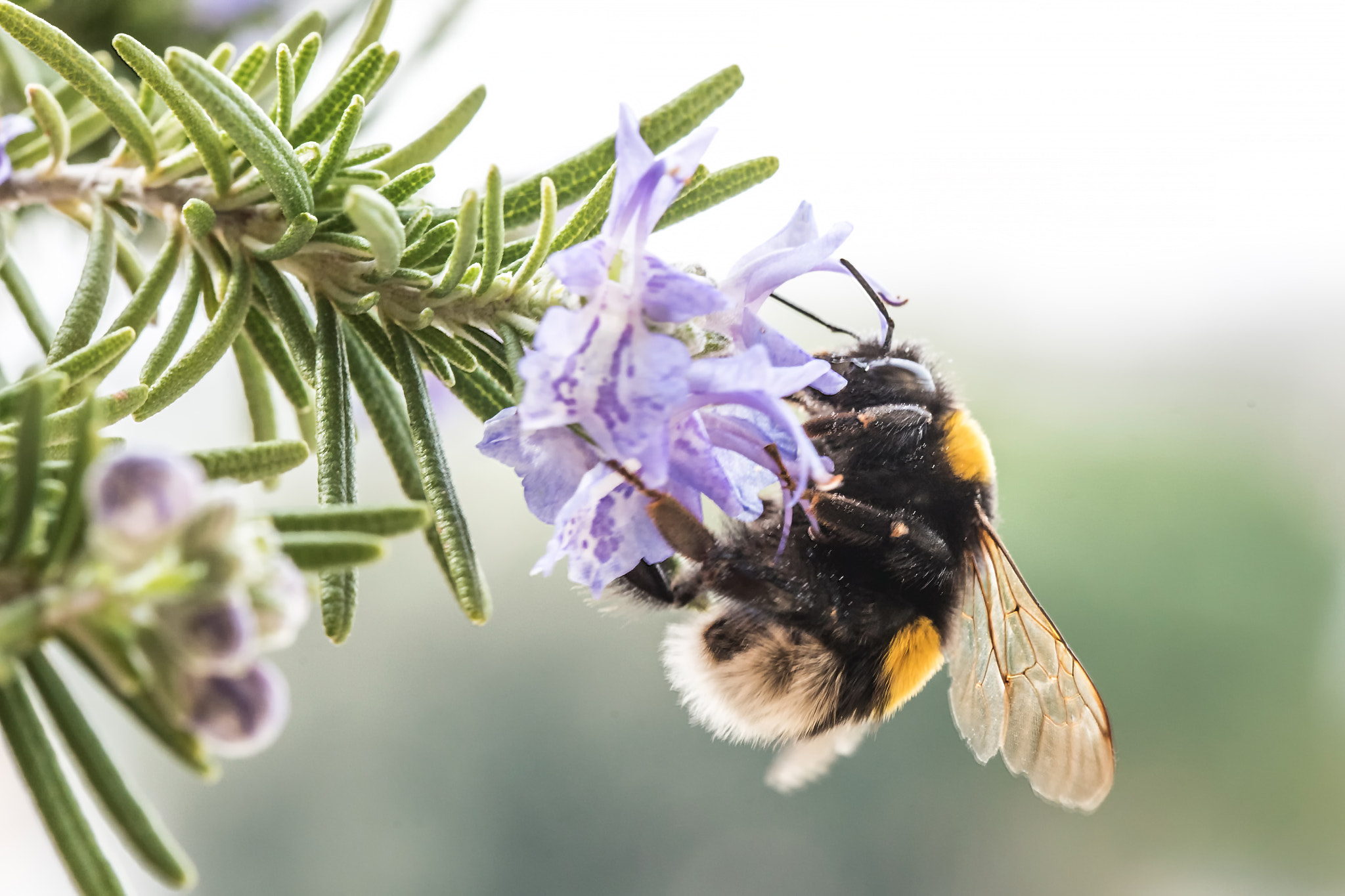 Sigma 105mm F2.8 EX DG OS HSM sample photo. Every rosmarine has her bee photography