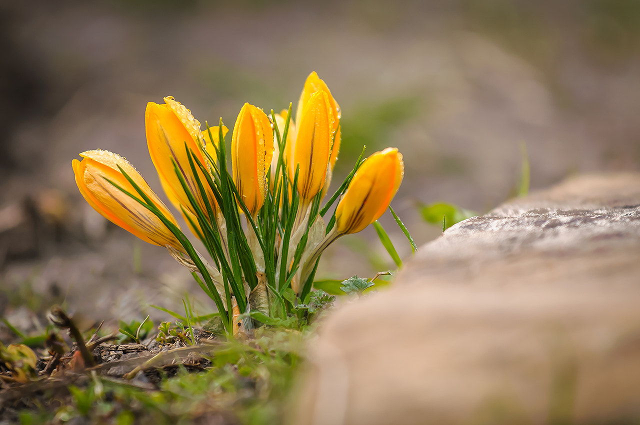 Nikon D300 + Nikon AF-S Nikkor 70-200mm F4G ED VR sample photo. Желтые крокусы (yellow crocuses) photography