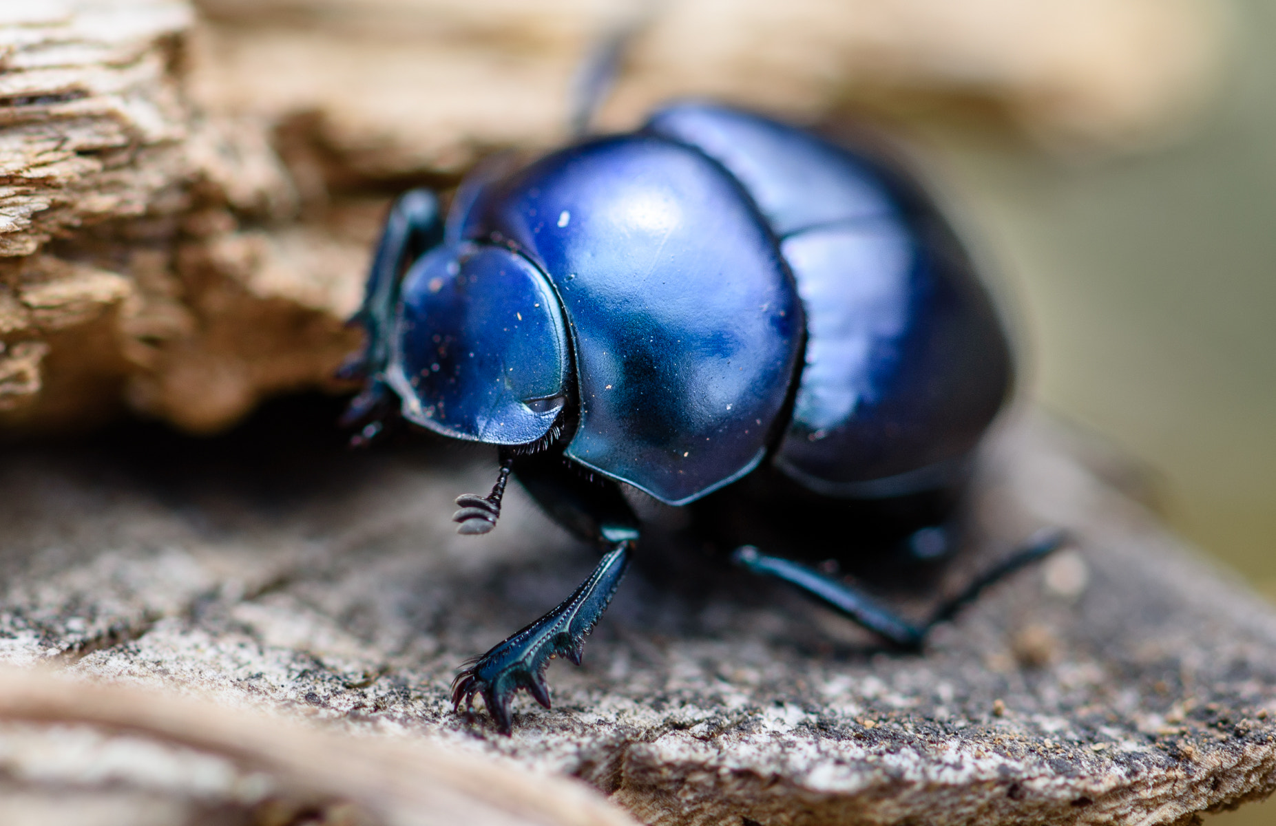 Nikon AF-S Micro-Nikkor 105mm F2.8G IF-ED VR sample photo. Tiny tank photography