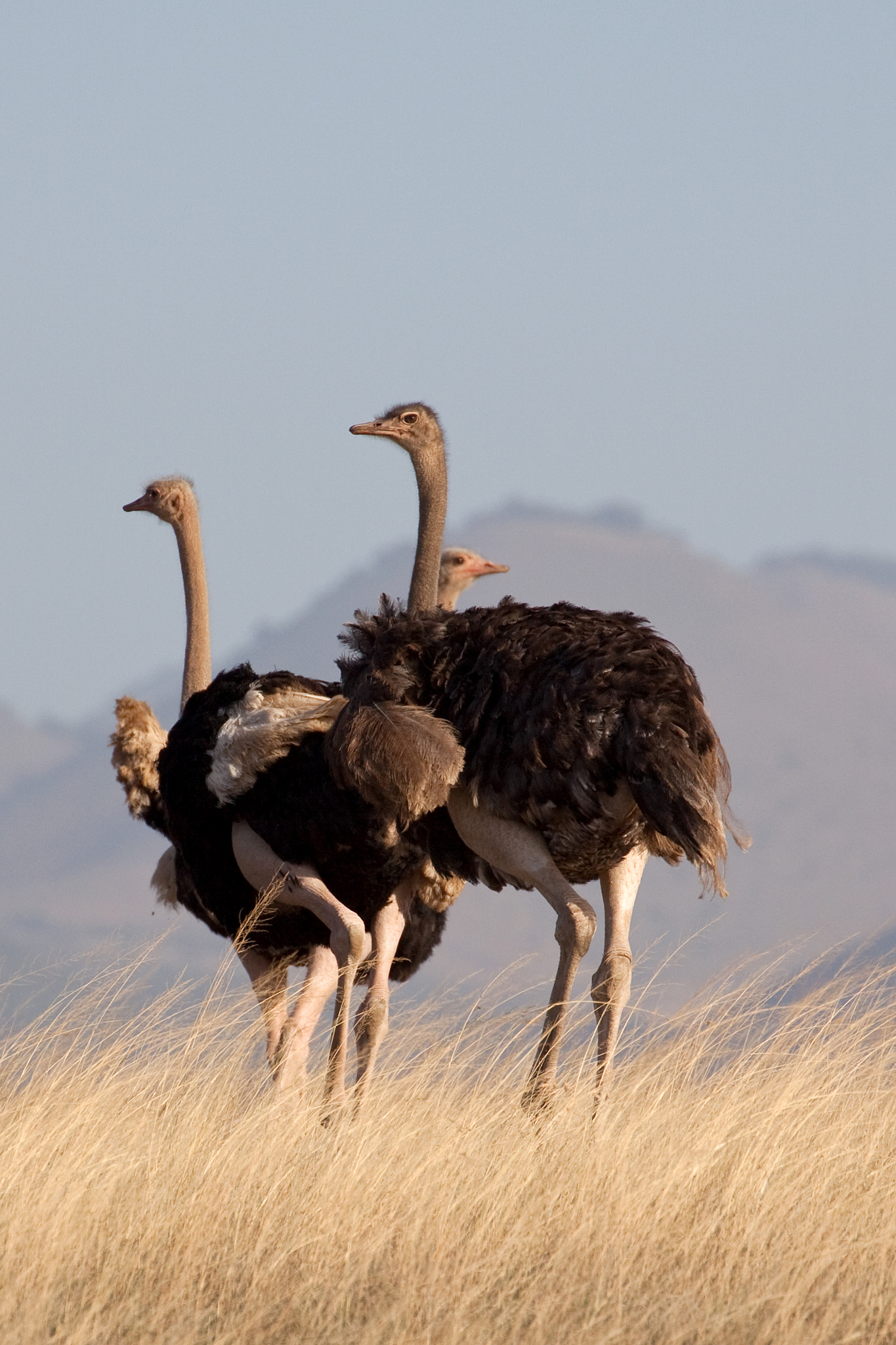 Canon EF 70-300mm F4-5.6L IS USM sample photo. My favourite photography