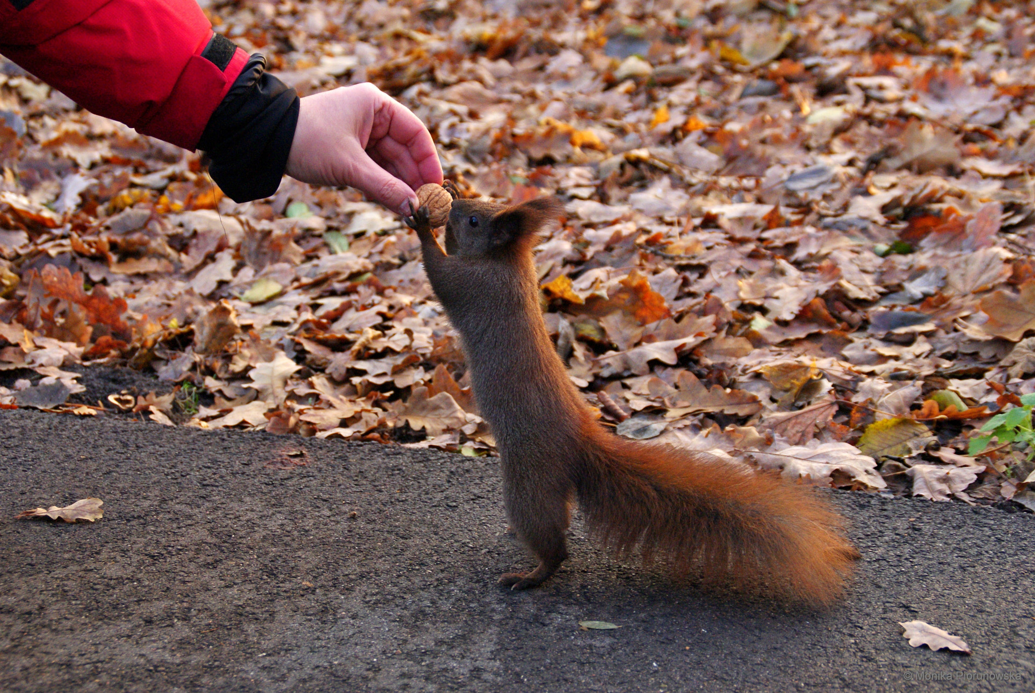 Sony DT 18-200mm F3.5-6.3 sample photo. Squirrel in Łazienki park in warsaw photography