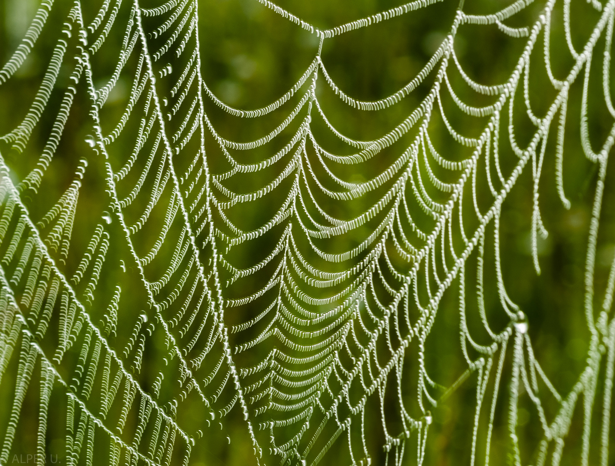 Nikon D80 sample photo. Swinging dew droplets photography