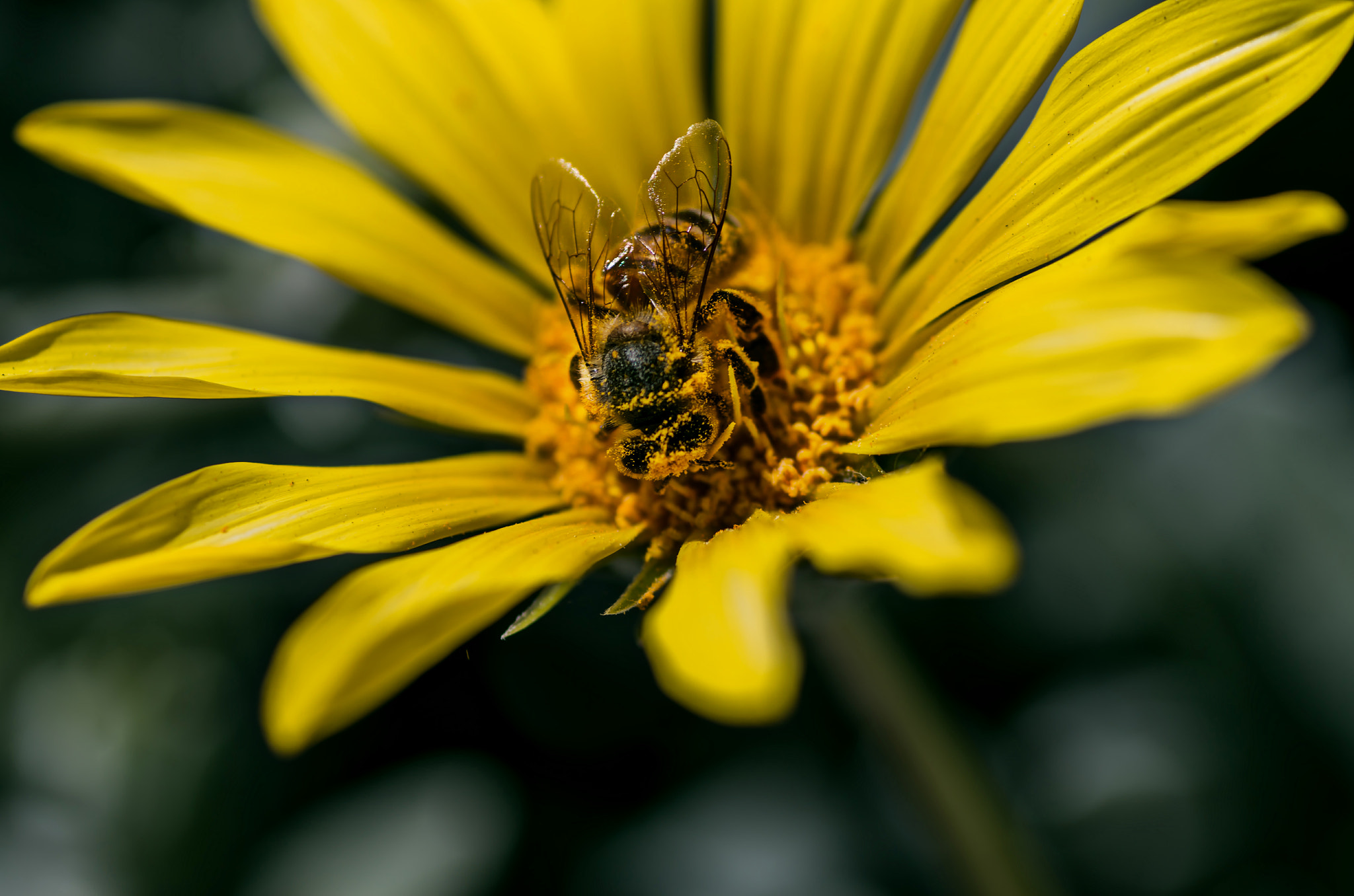 Pentax K-50 sample photo. Pollenator photography