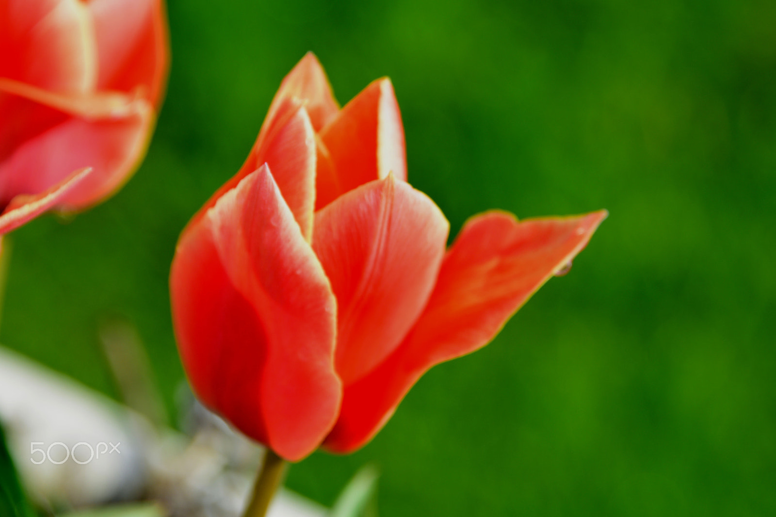 Nikon D3300 sample photo. Tulips photography