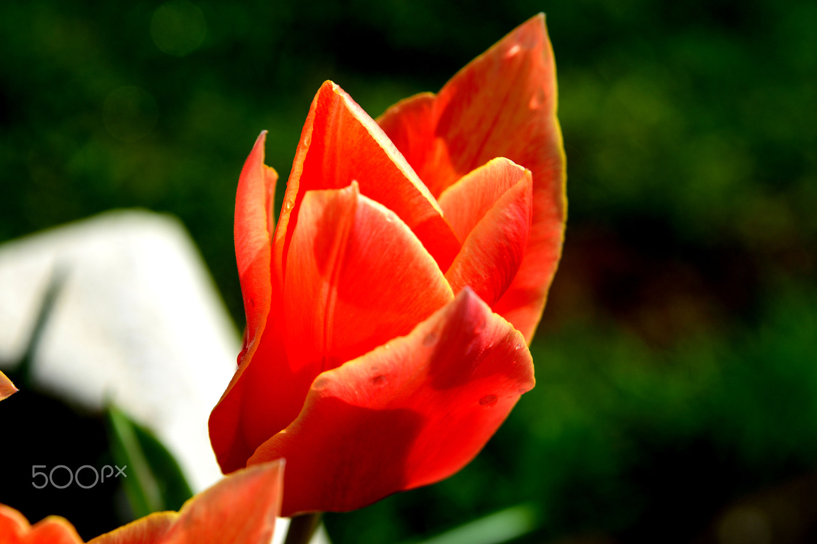 Nikon D3300 sample photo. Tulips photography
