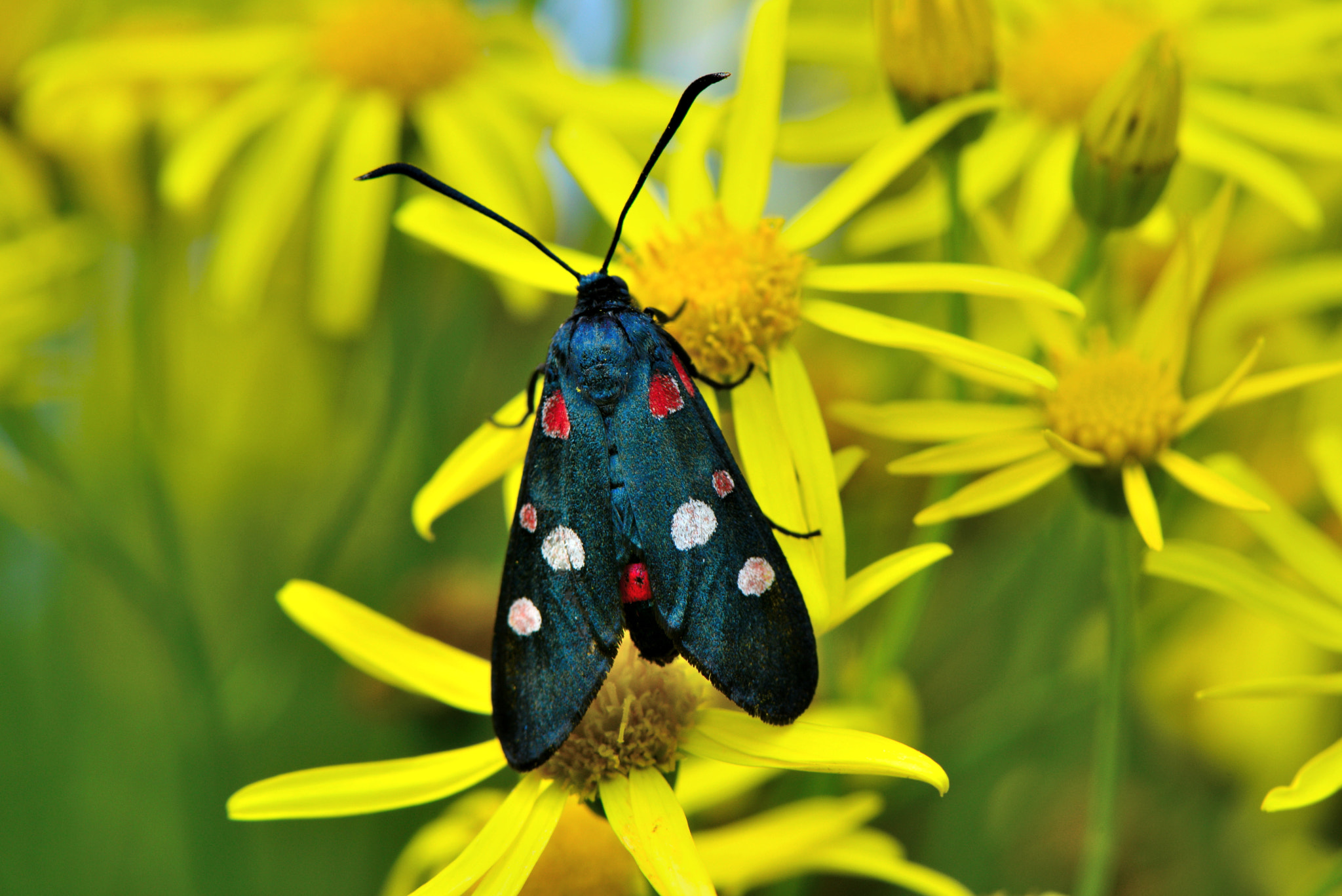 Nikon AF-S Micro-Nikkor 105mm F2.8G IF-ED VR sample photo. Zygaena ephialtes. Пестрянка изменчивая. photography