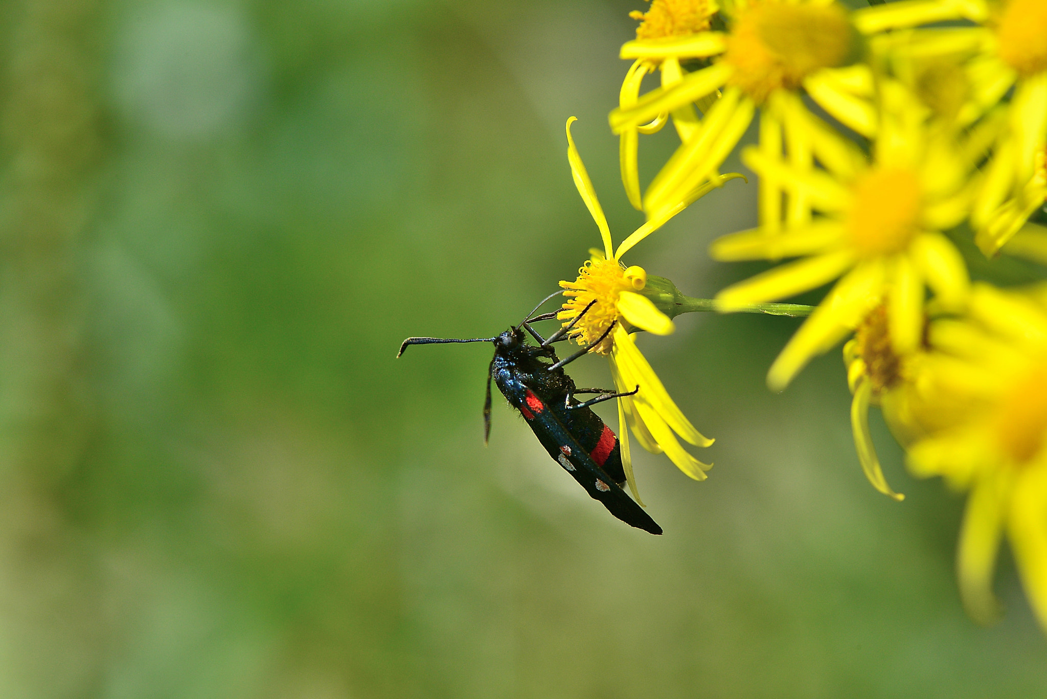 Nikon AF-S Micro-Nikkor 105mm F2.8G IF-ED VR sample photo. Zygaena ephialtes. Пестрянка изменчивая. photography