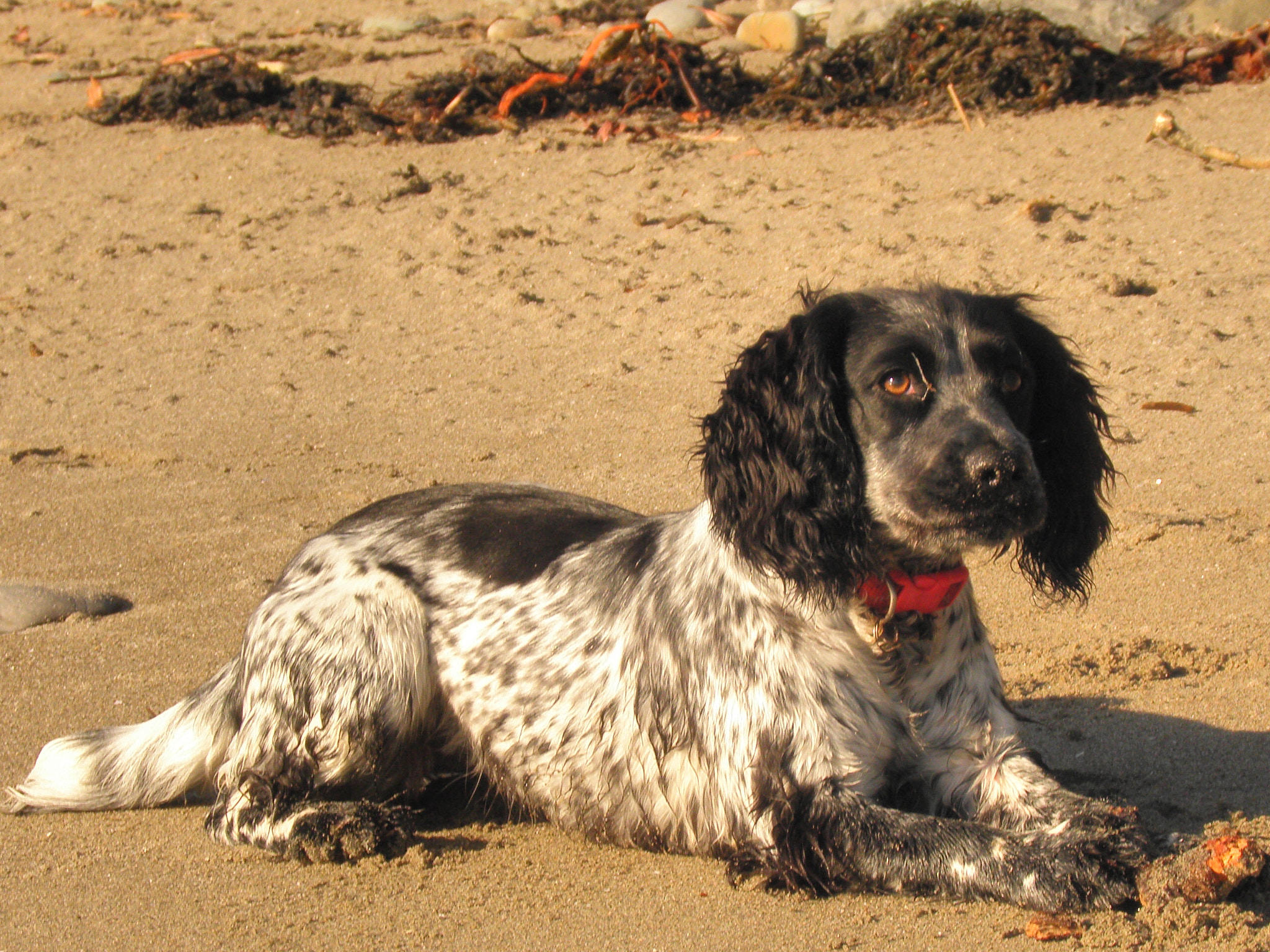 Olympus SP590UZ sample photo. Beach spaniel photography