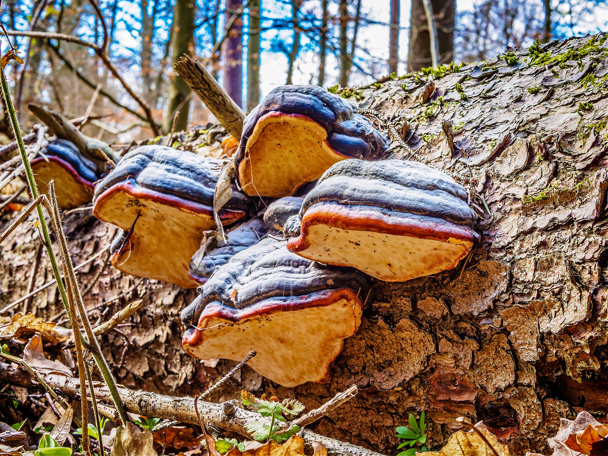 Olympus OM-D E-M10 II sample photo. Tree fungus photography